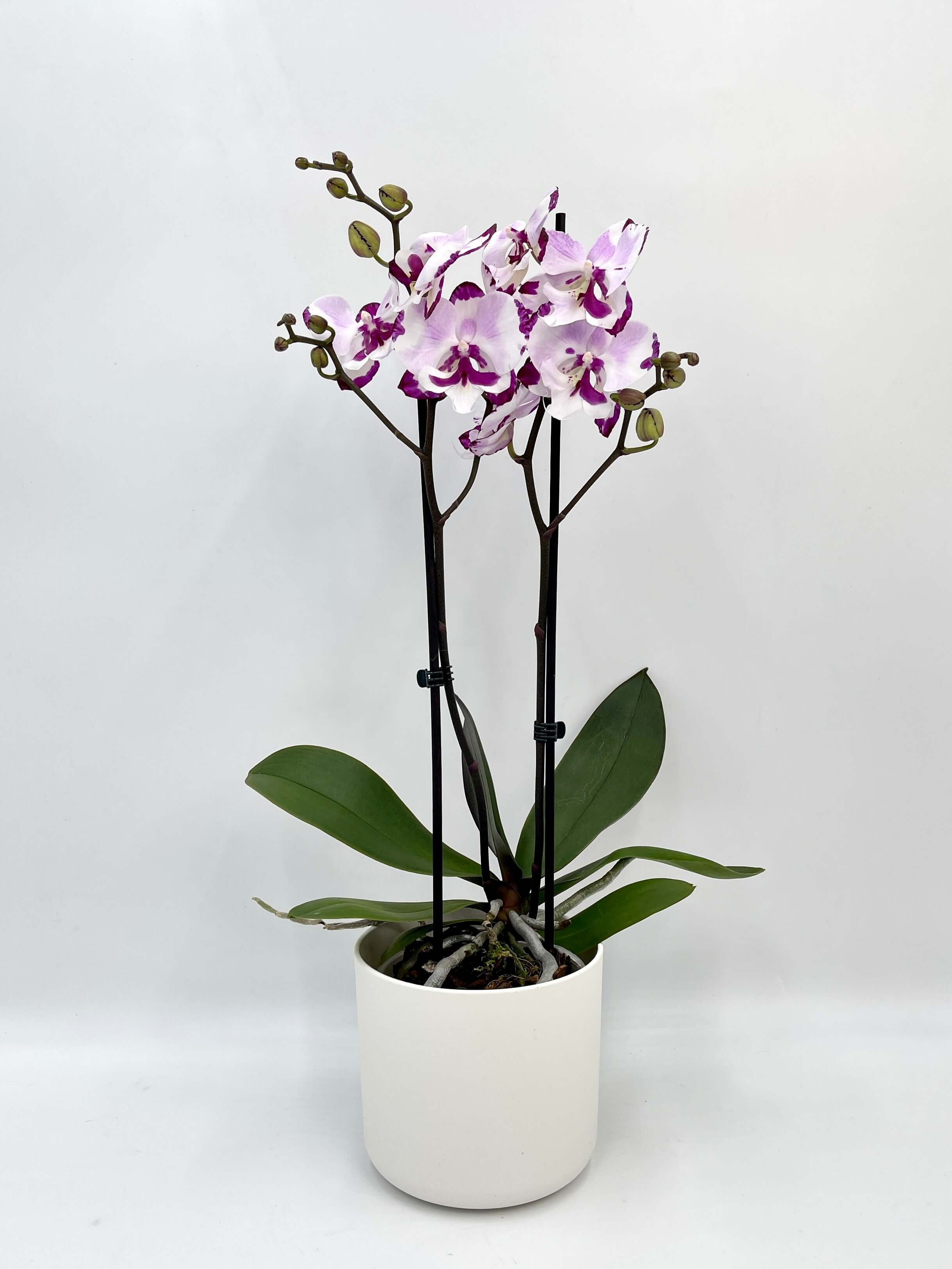 Phalaenopsis King Car Dalmatian, Big-Lip Orchid, Rare Orchid, Pet Safe Houseplant