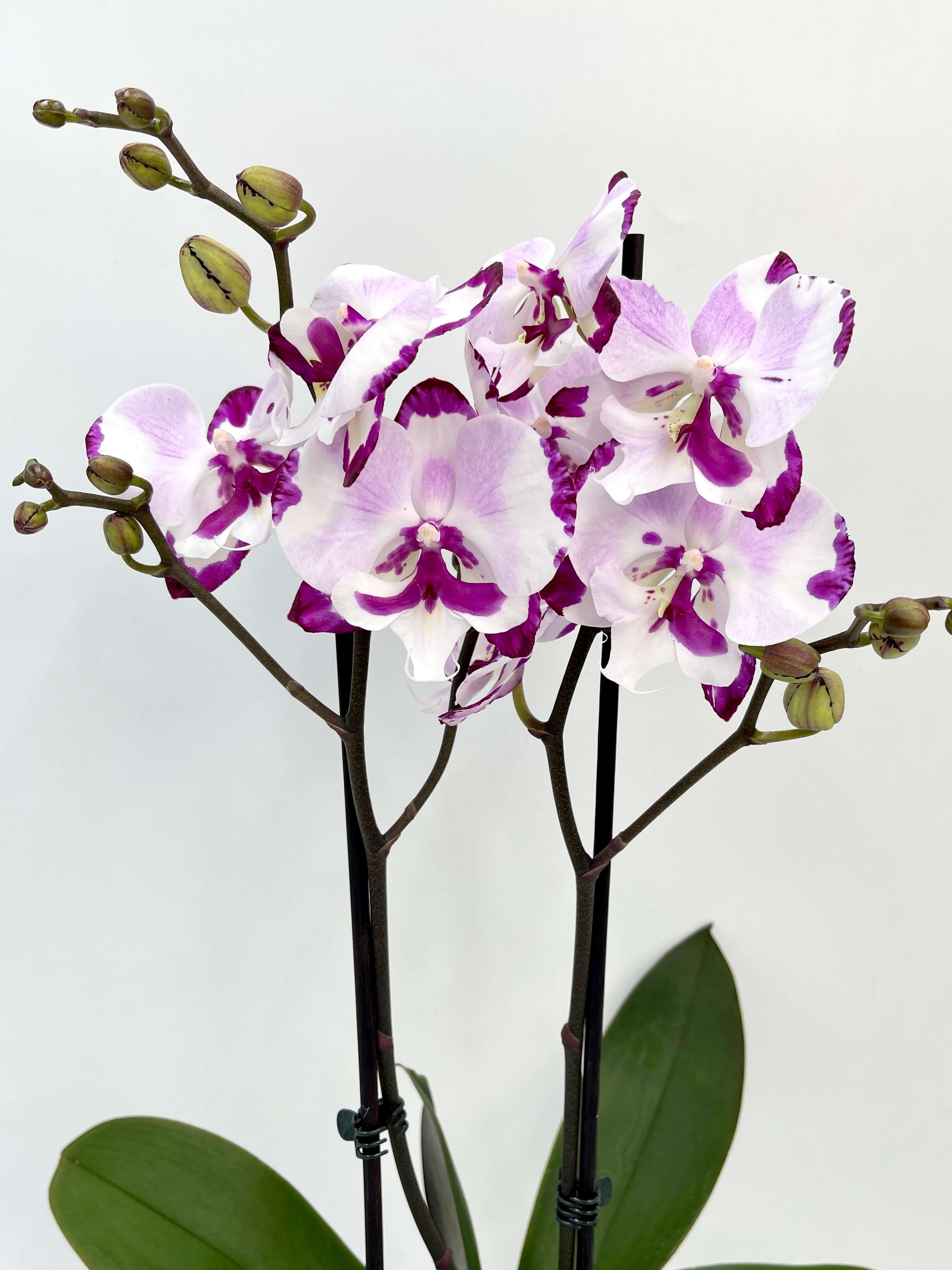 Phalaenopsis King Car Dalmatian, Big-Lip Orchid, Rare Orchid, Pet Safe Houseplant