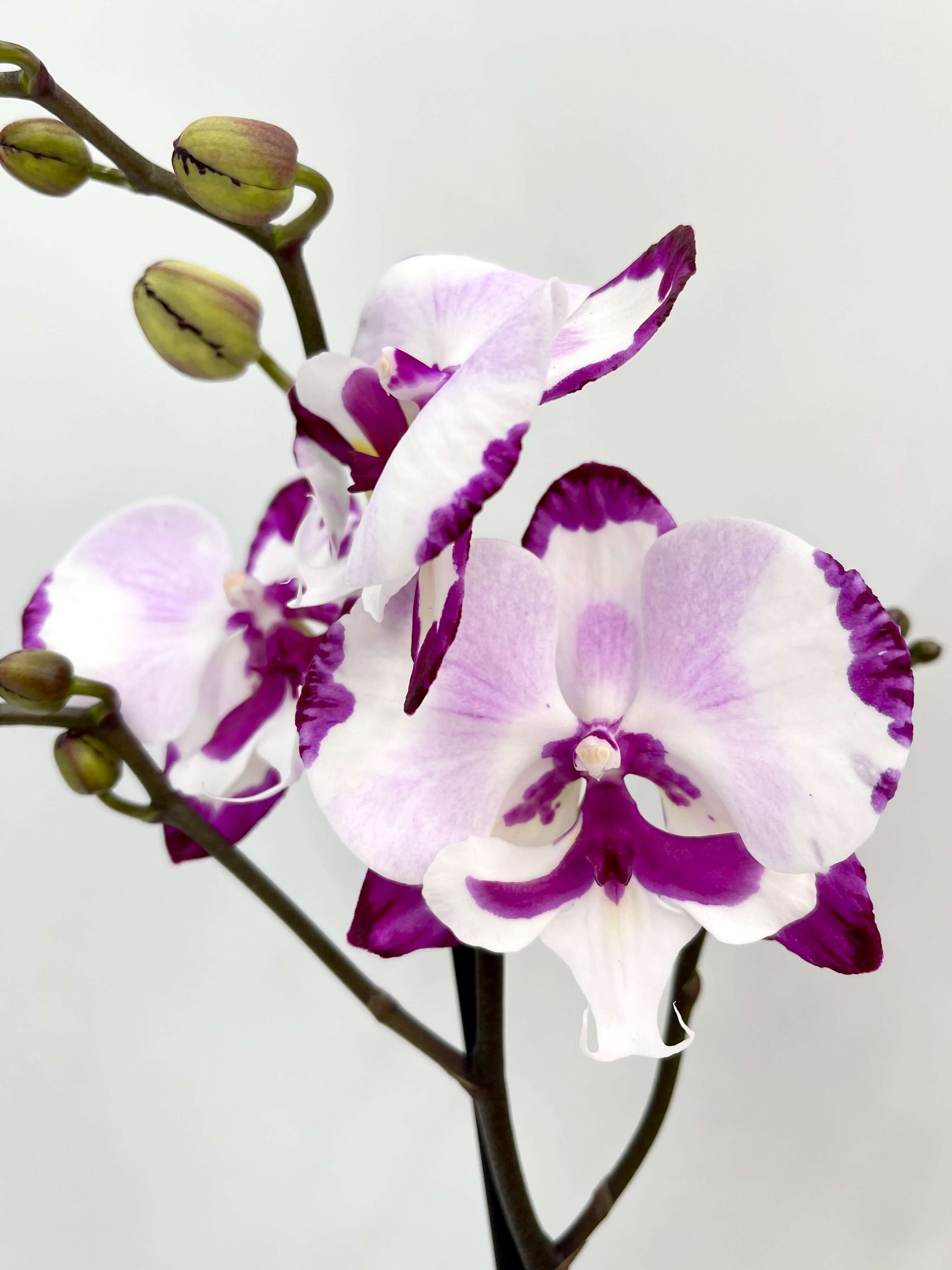 Phalaenopsis King Car Dalmatian, Big-Lip Orchid, Rare Orchid, Pet Safe Houseplant