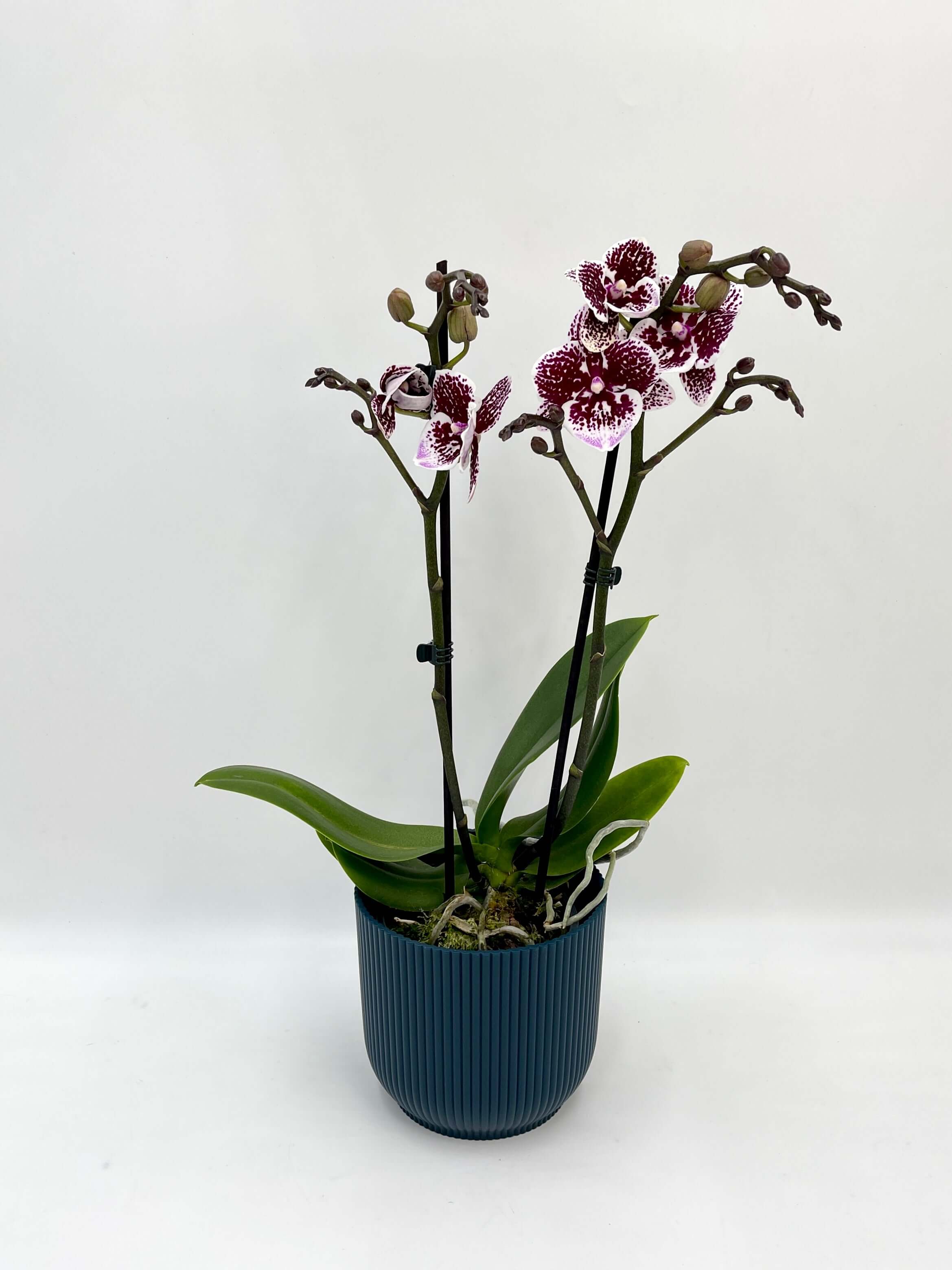 Phalaenopsis Orchid Purple, Big Lip, 40cm