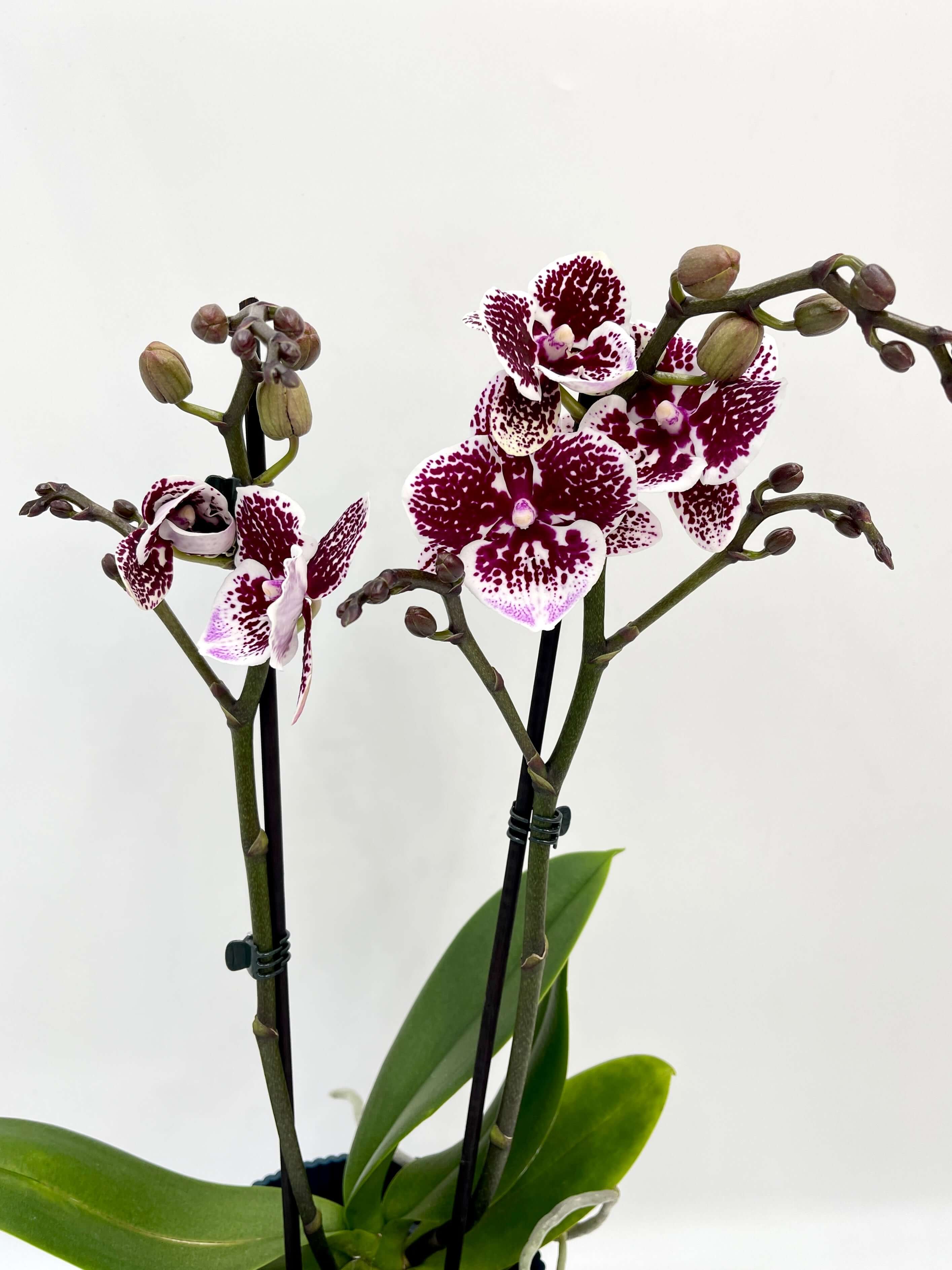 Phalaenopsis Orchid Purple, Big Lip, 40cm