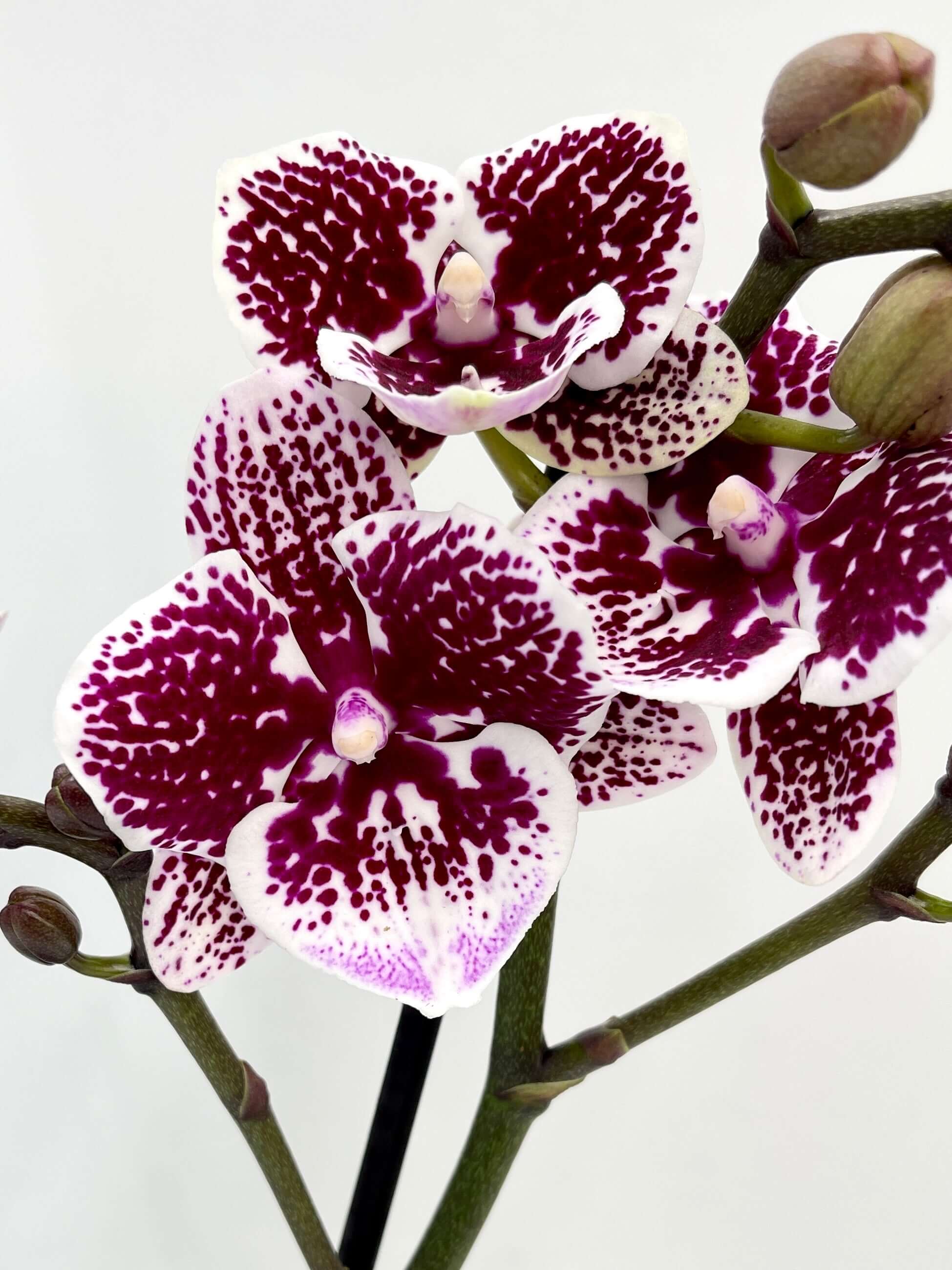 Phalaenopsis Orchid Purple, Big Lip, 40cm