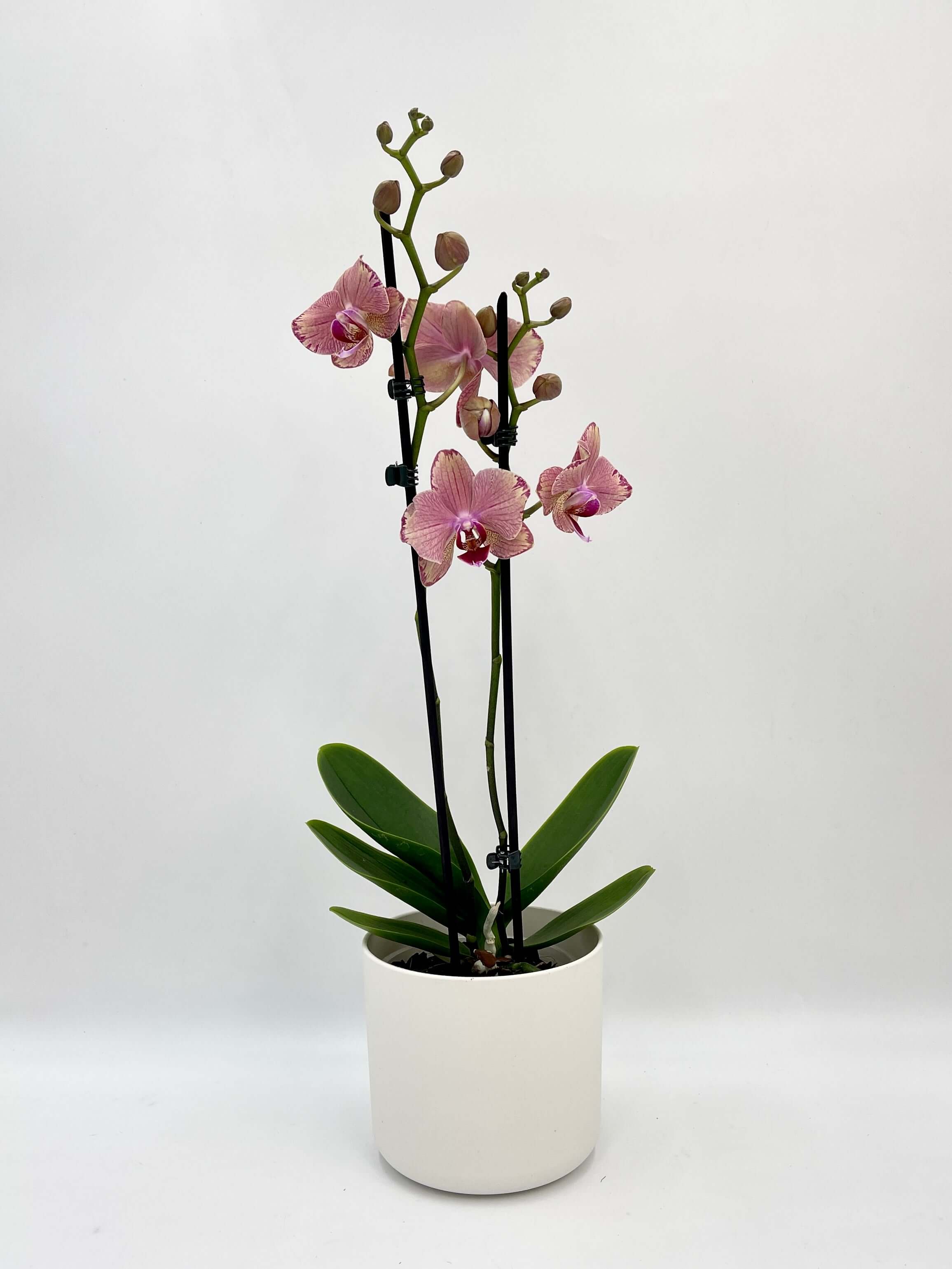 Orchid in a White Elho Pot, Phalaenopsis Pirate Picotee, Pet Safe Houseplant
