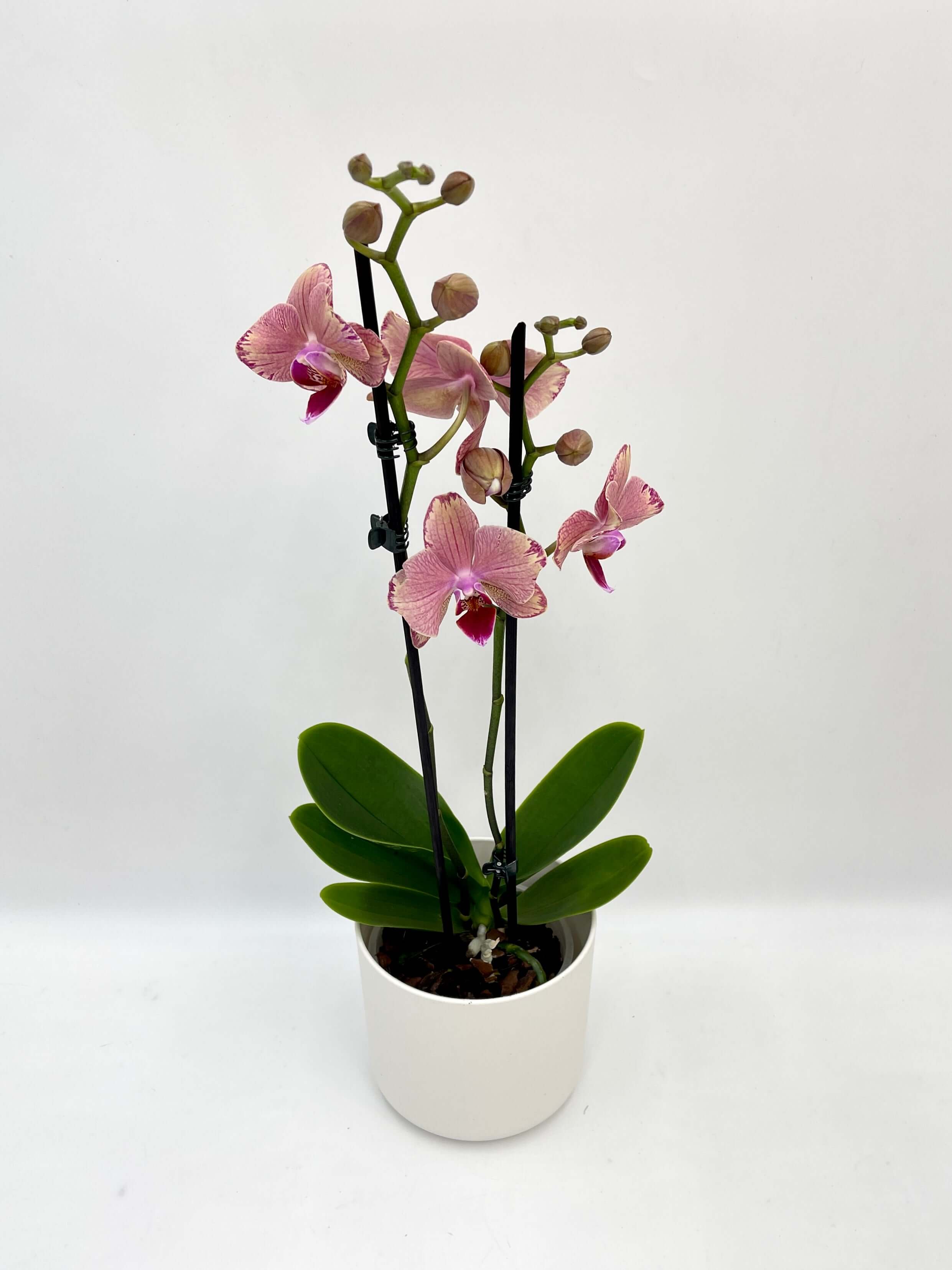 Orchid in a White Elho Pot, Phalaenopsis Pirate Picotee, Pet Safe Houseplant