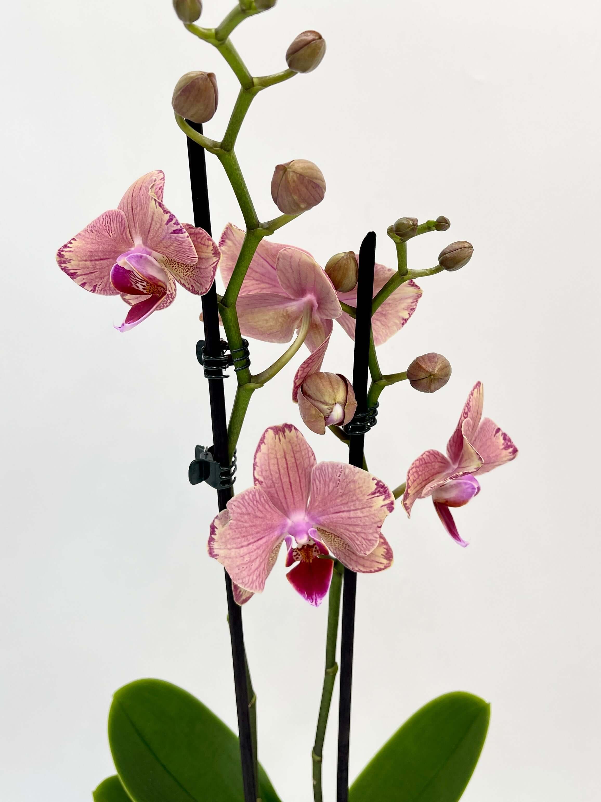 Orchid in a White Elho Pot, Phalaenopsis Pirate Picotee, Pet Safe Houseplant