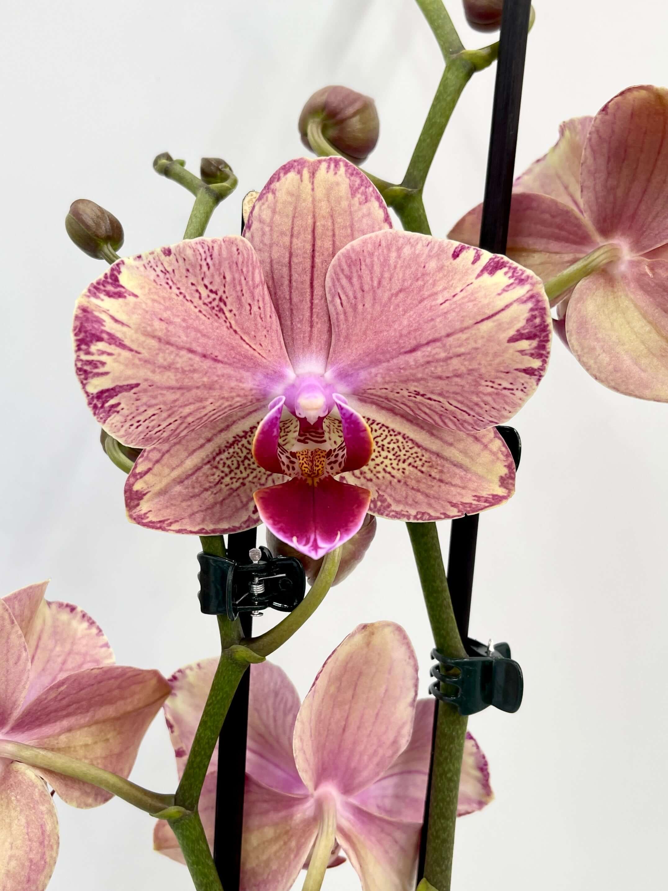 Orchid in a White Elho Pot, Phalaenopsis Pirate Picotee, Pet Safe Houseplant