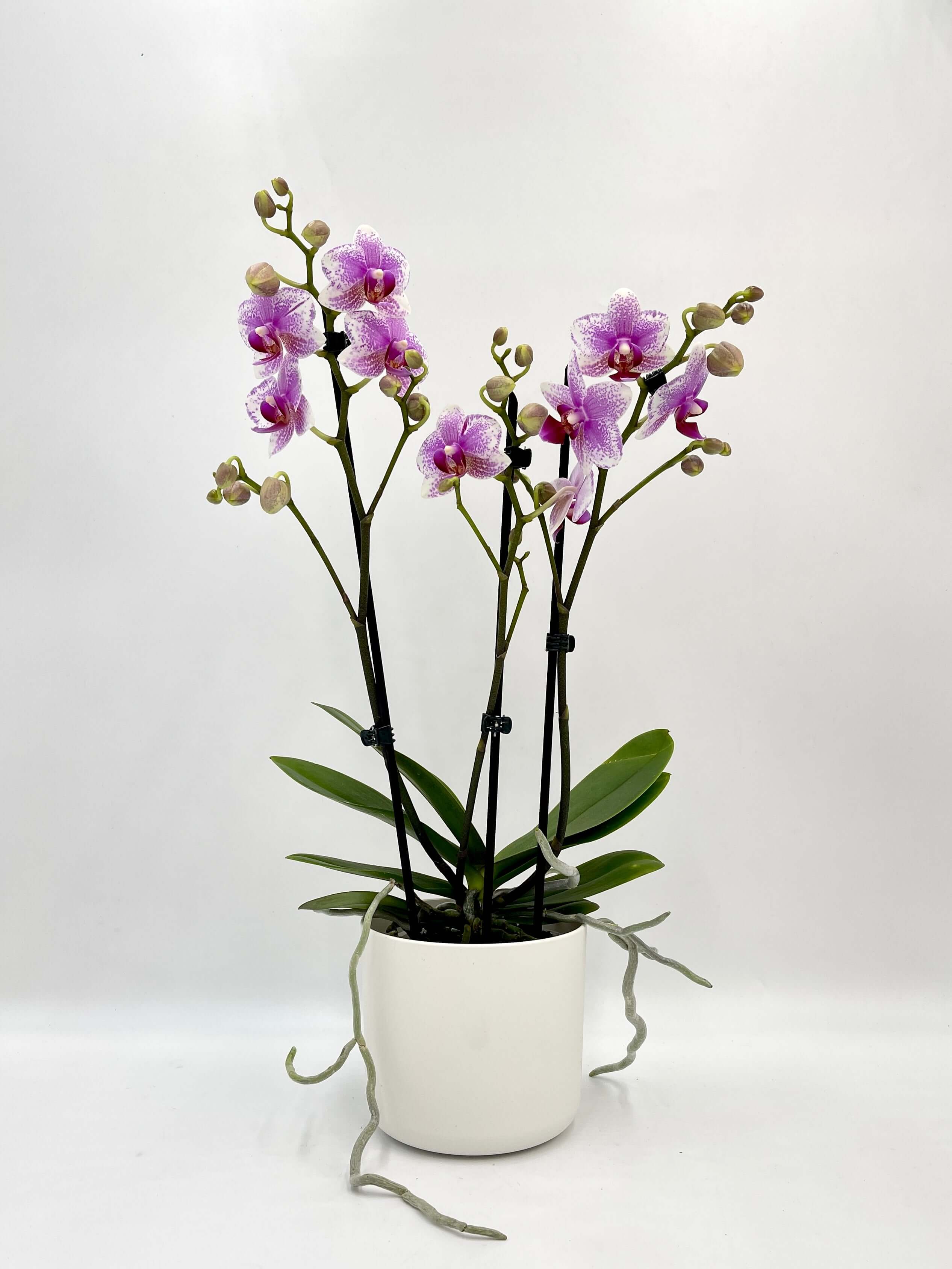 Phalaenopsis Rotterdam, 3 Branches