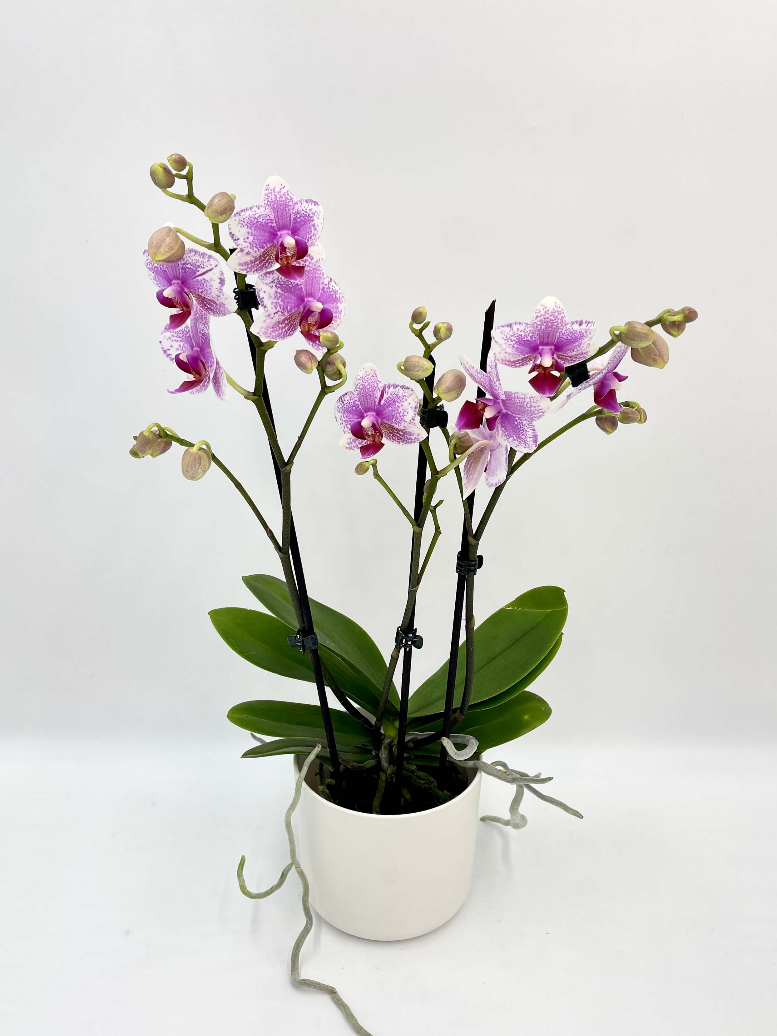 Phalaenopsis Rotterdam, 3 Branches