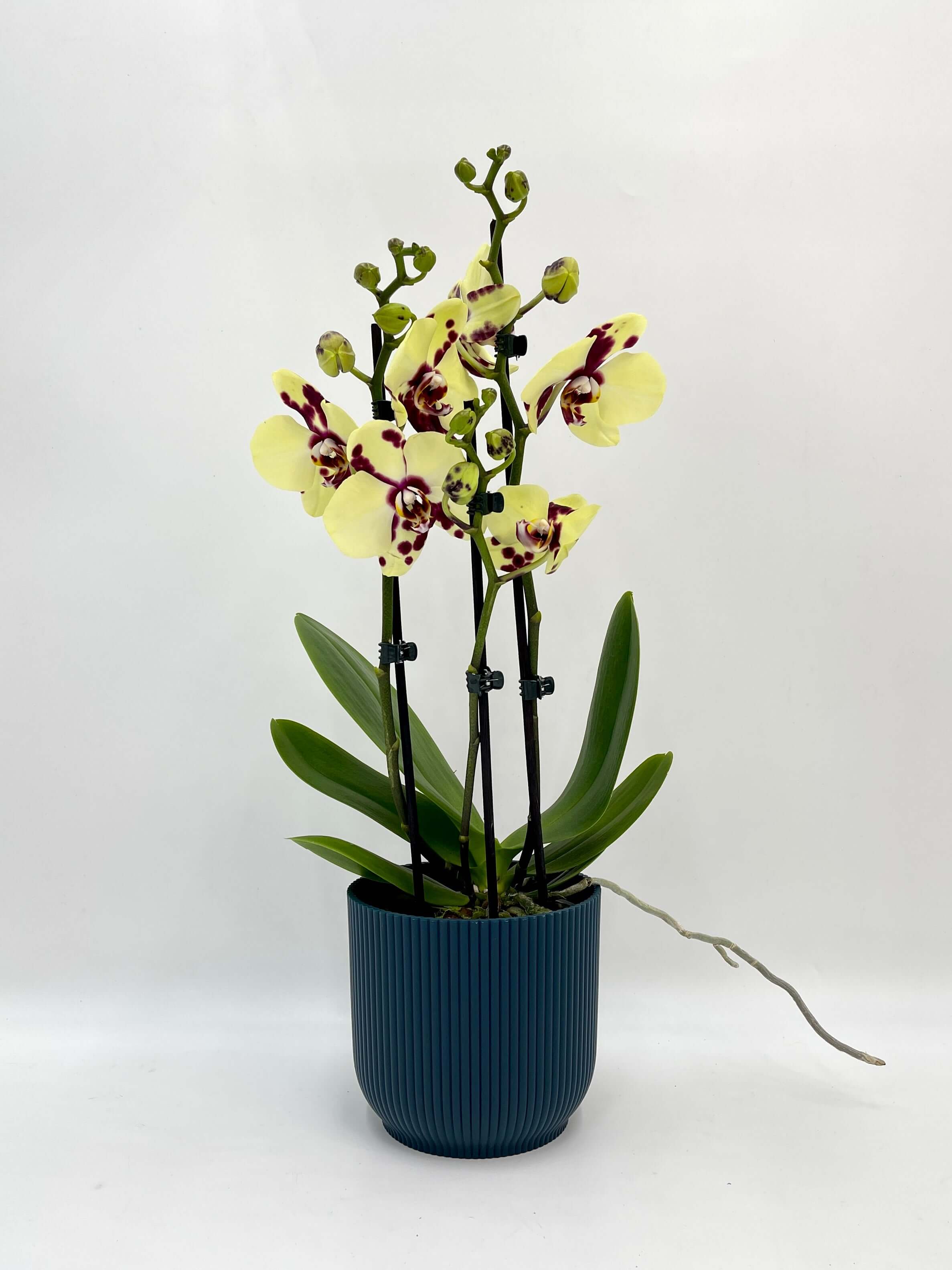 Phalaenopsis Romee Orchid, 3 Branch