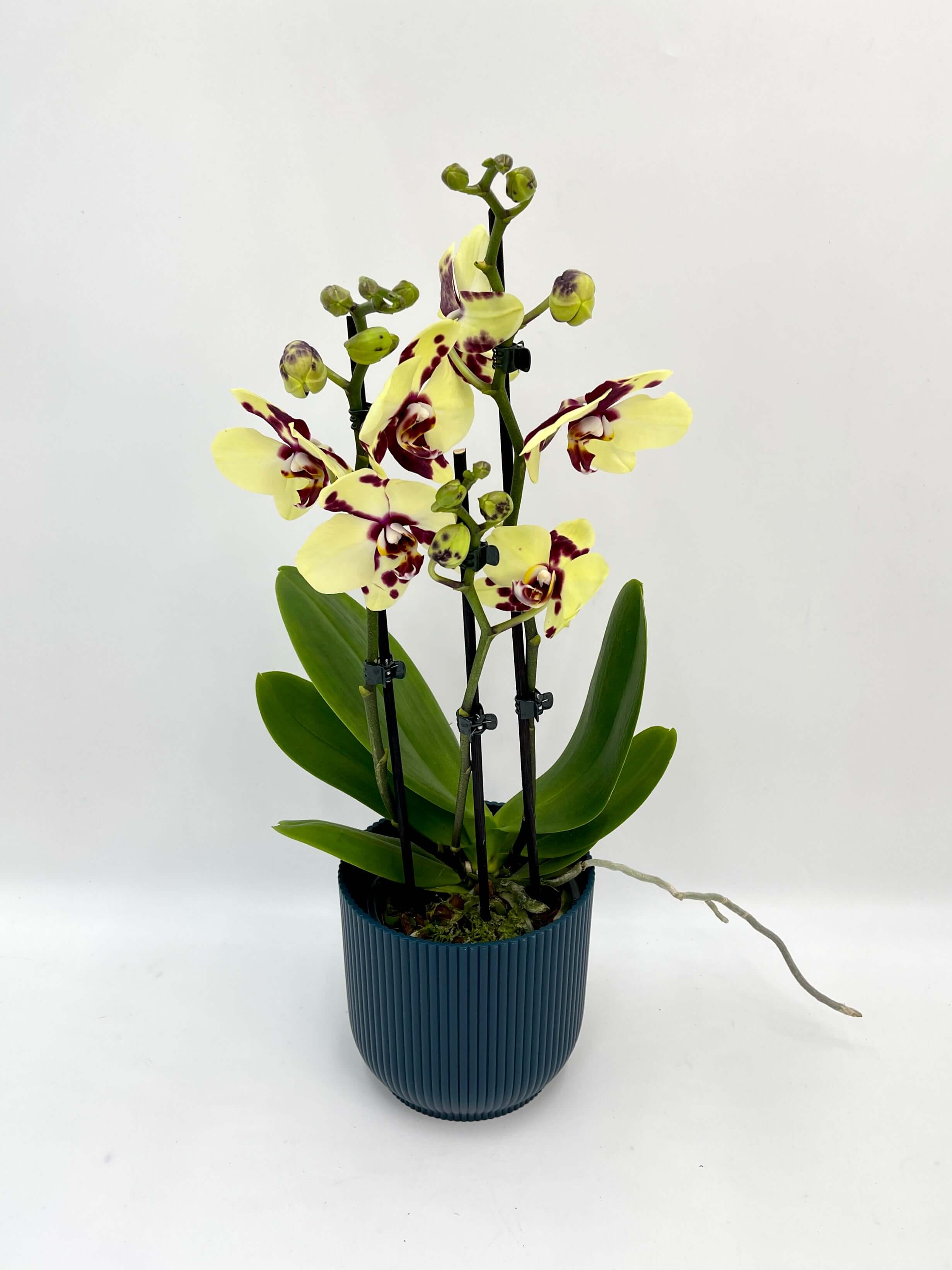 Phalaenopsis Romee Orchid, 3 Branch