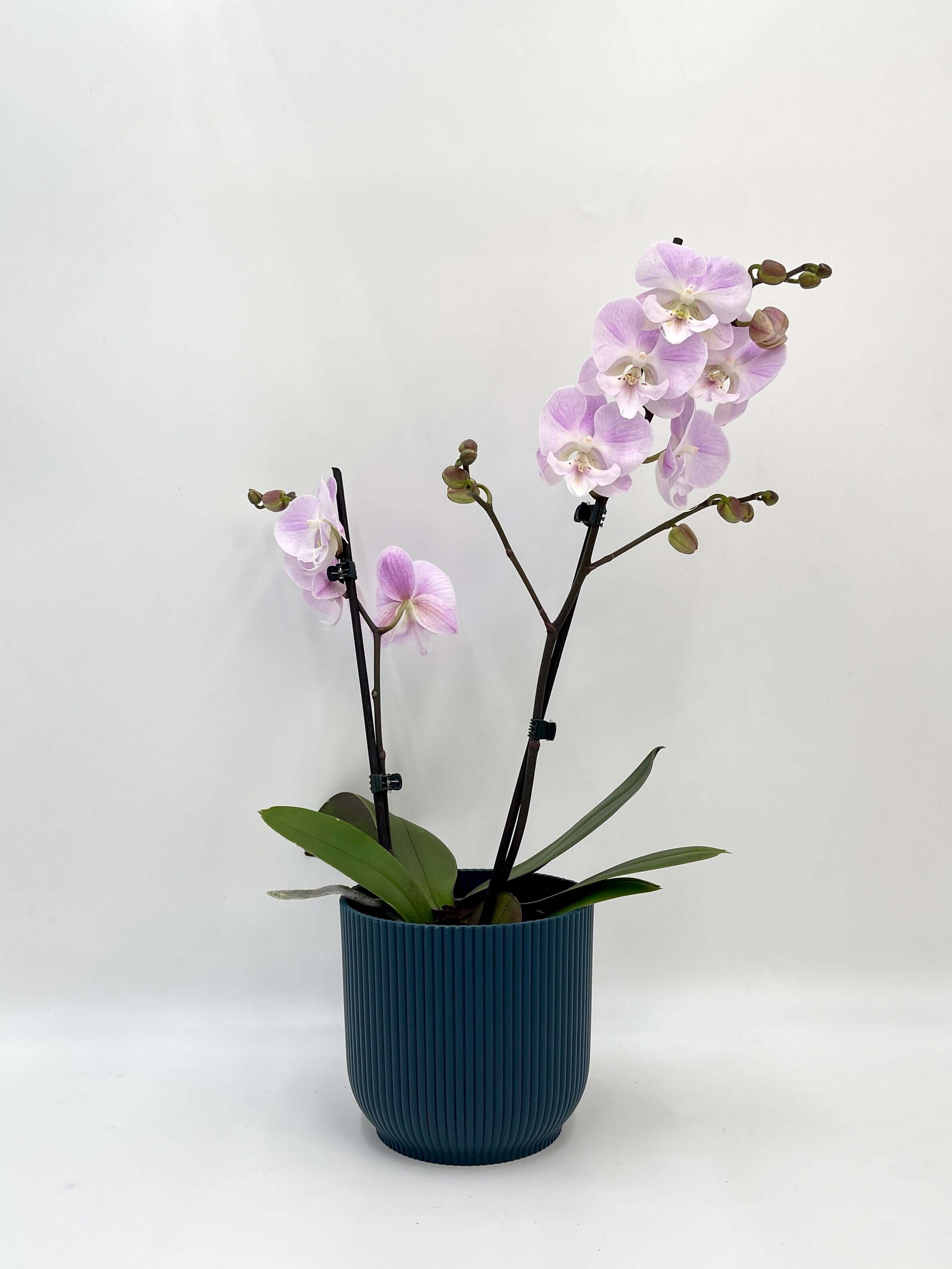 Big Lip Lilac Orchid, Phalaenopsis Special Edition