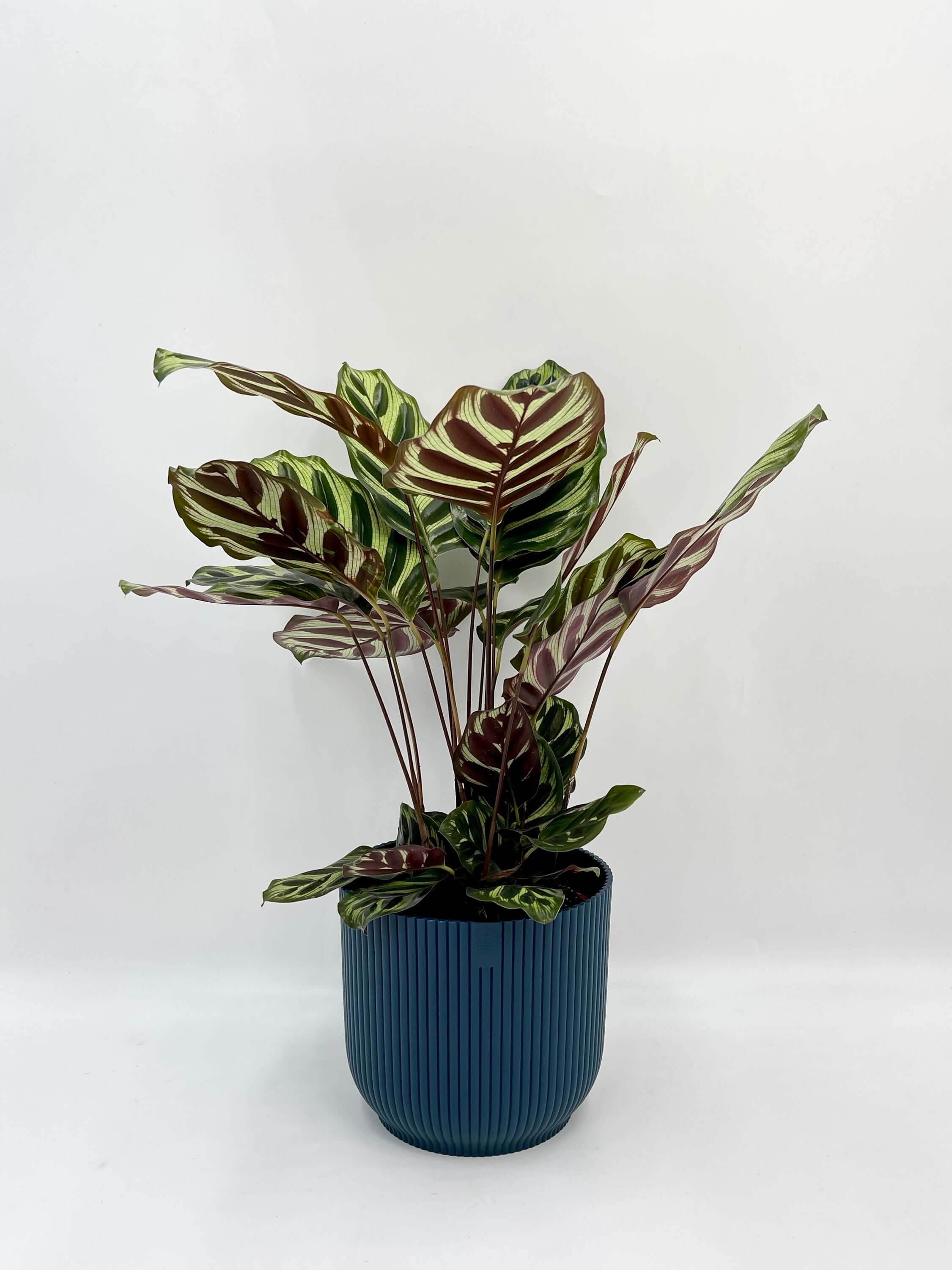Calathea Makoyana, Prayer Plant, 12cm pot, Pet Safe Houseplant