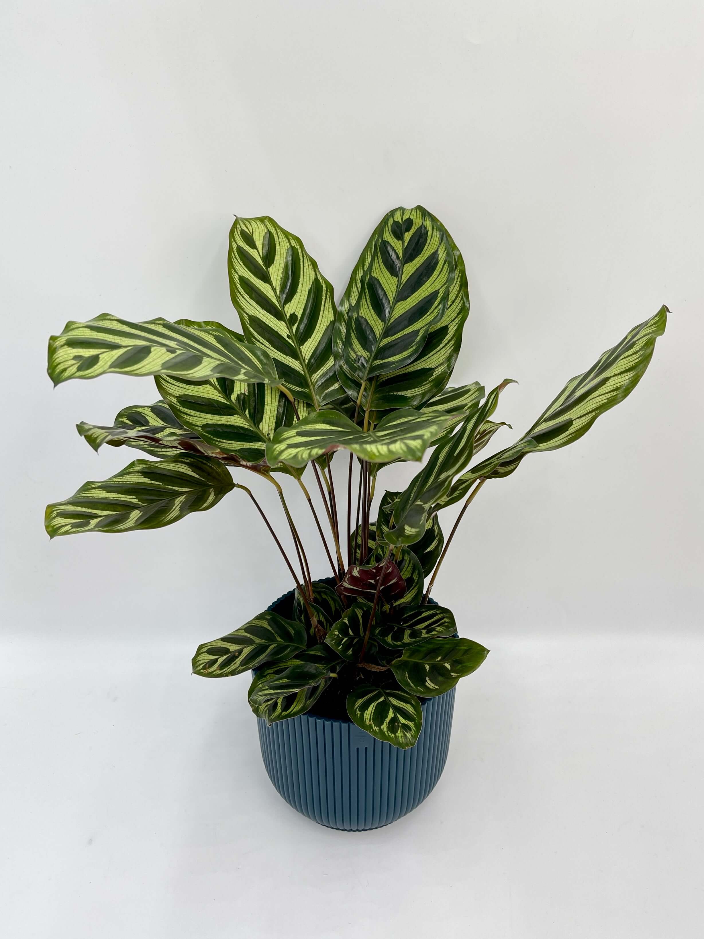 Calathea Makoyana, Prayer Plant, 12cm pot, Pet Safe Houseplant