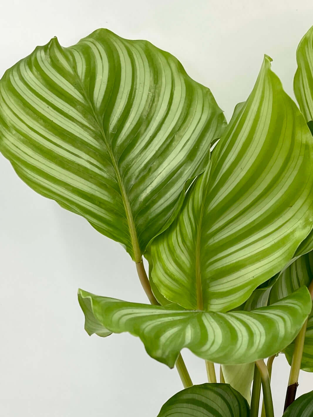 Plant gift Calathea Orbifolia, Prayer Plant in 14cm Deep Blue Pot