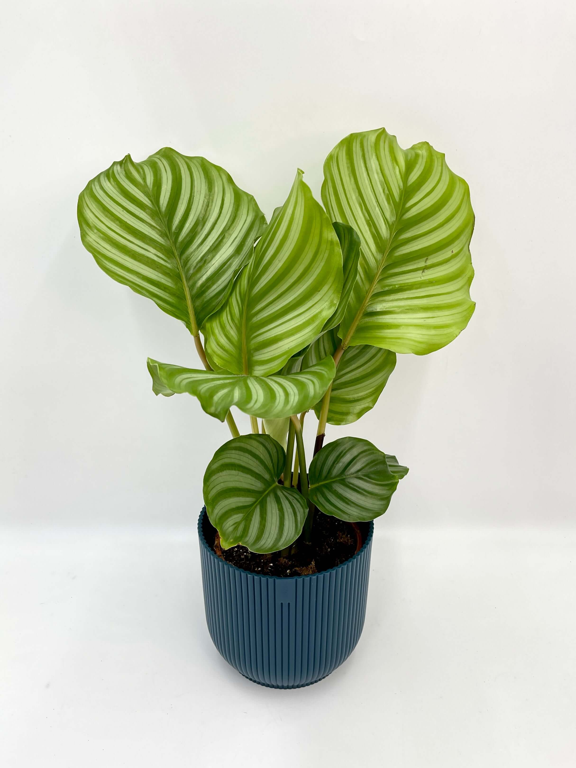 Plant gift Calathea Orbifolia, Prayer Plant in 14cm Deep Blue Pot