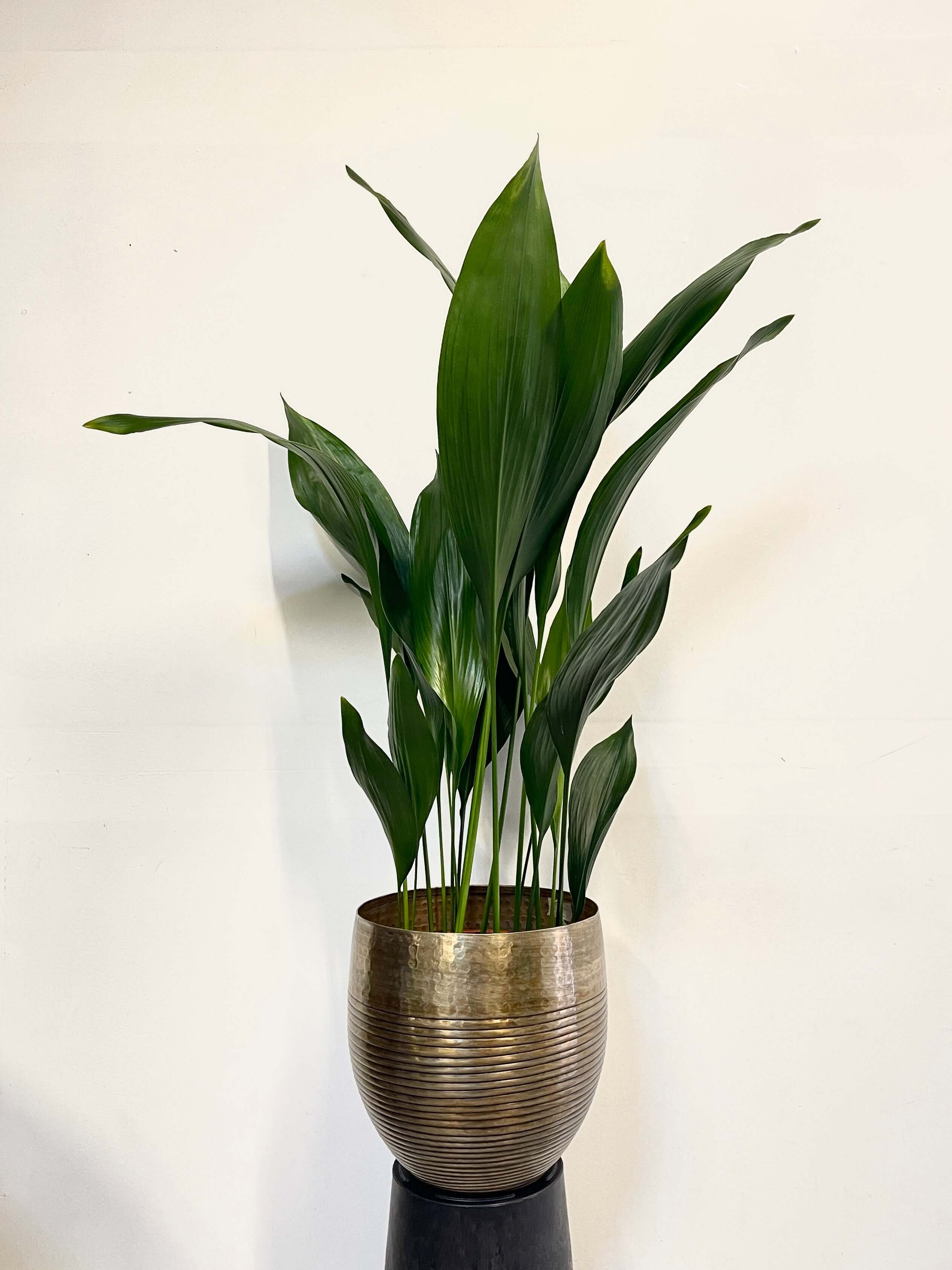 Cast Iron Plant, Aspidistra Elatior, Pet Safe Indoor Plant in Multiple Sizes