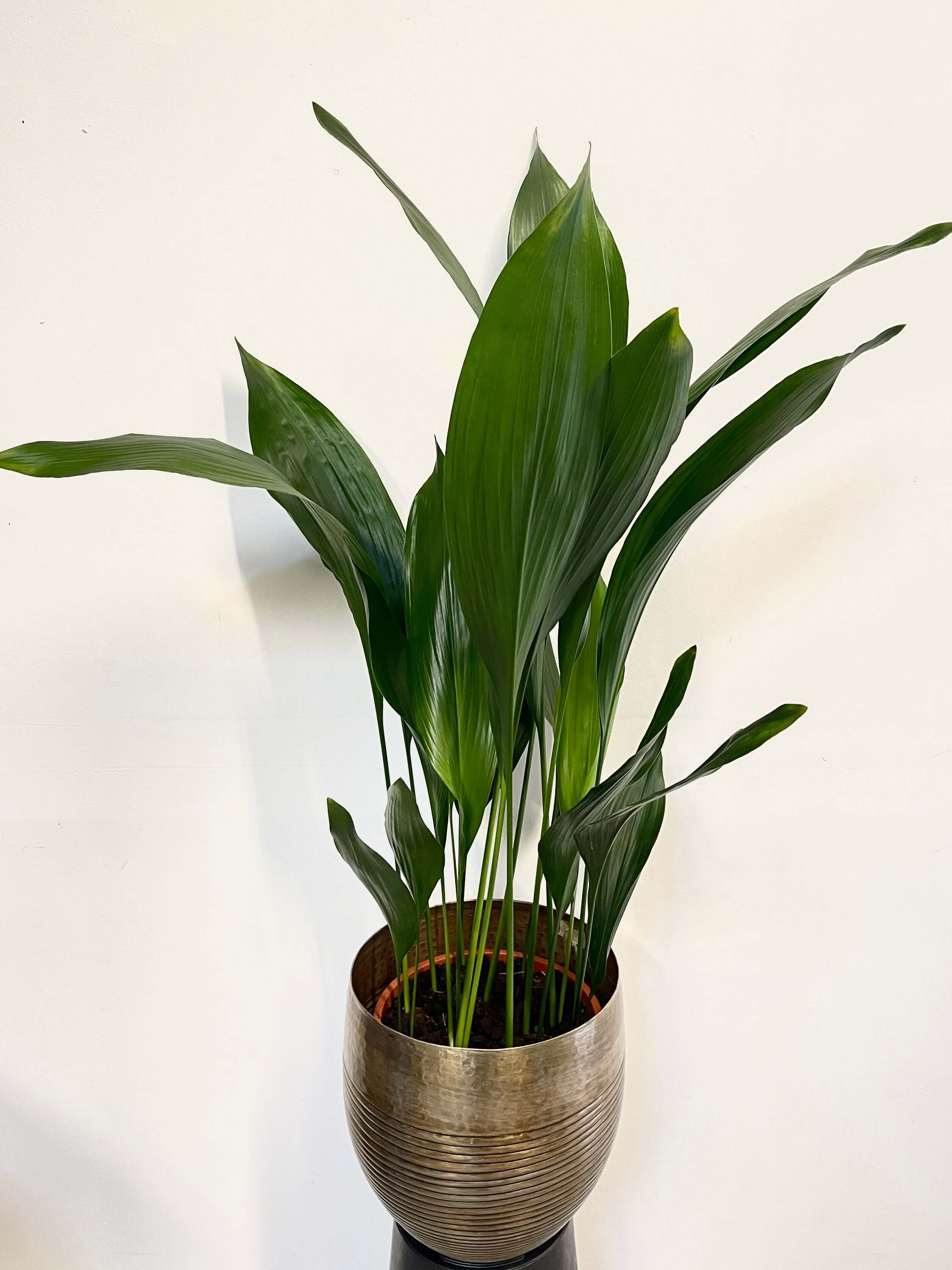 Cast Iron Plant, Aspidistra Elatior, Pet Safe Indoor Plant in Multiple Sizes