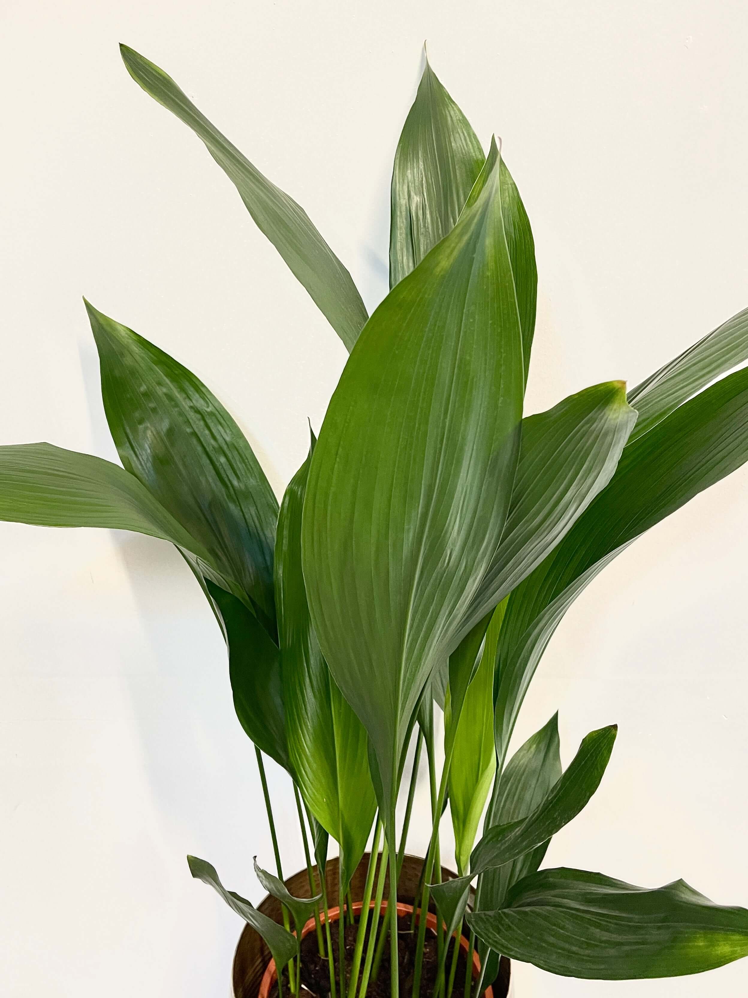 Cast Iron Plant, Aspidistra Elatior, Pet Safe Indoor Plant in Multiple Sizes