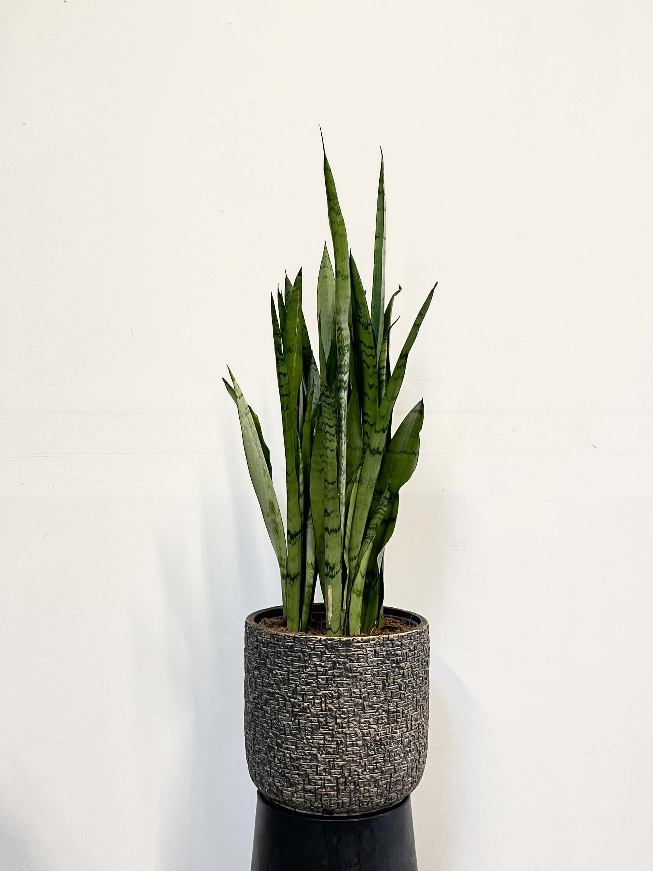 Sansevieria trifasciata Silver Mist, 80cm