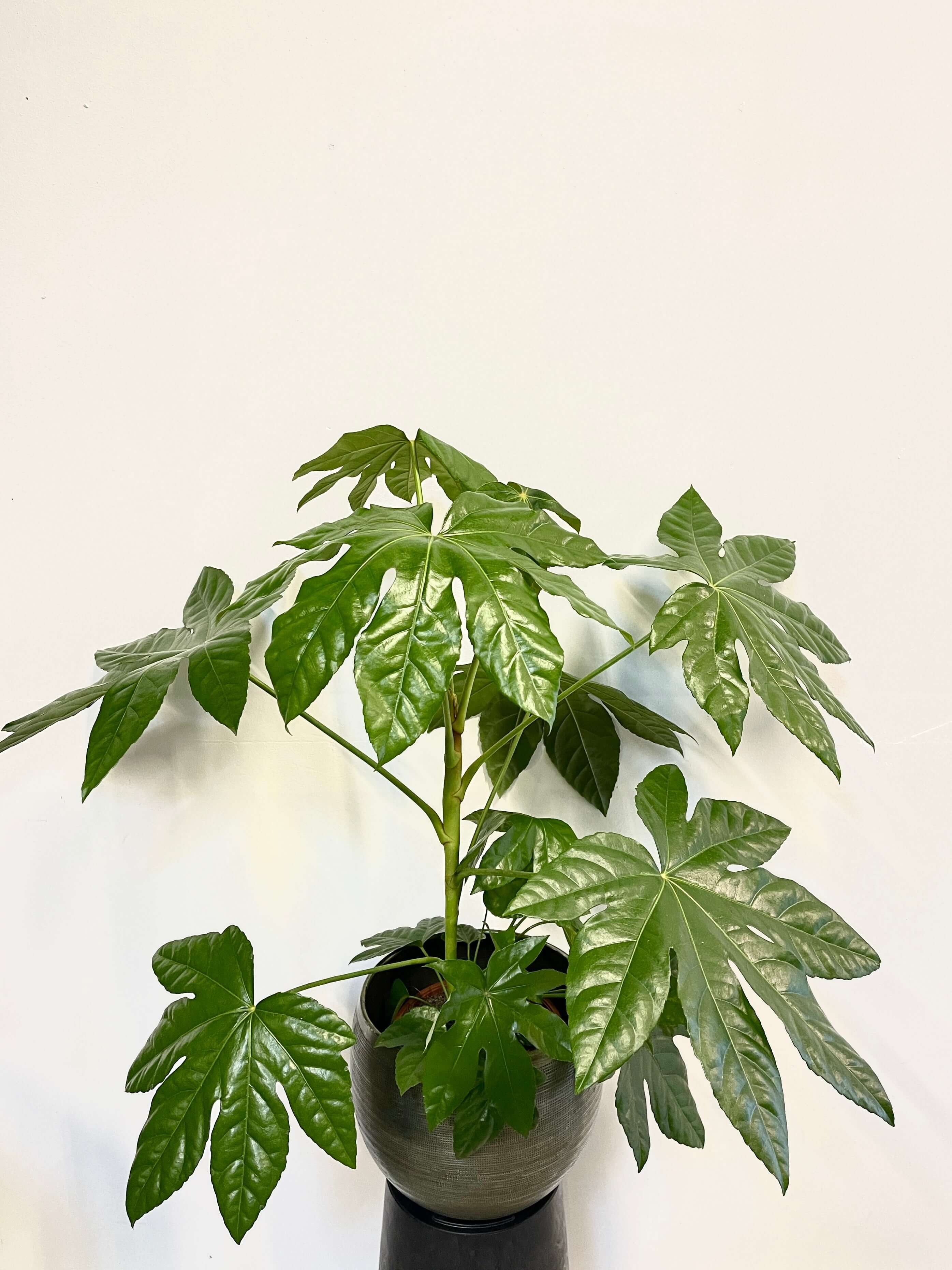 Fatsia japonica, Large Japanese aralia, in 21cm Pot, Indoor Plant