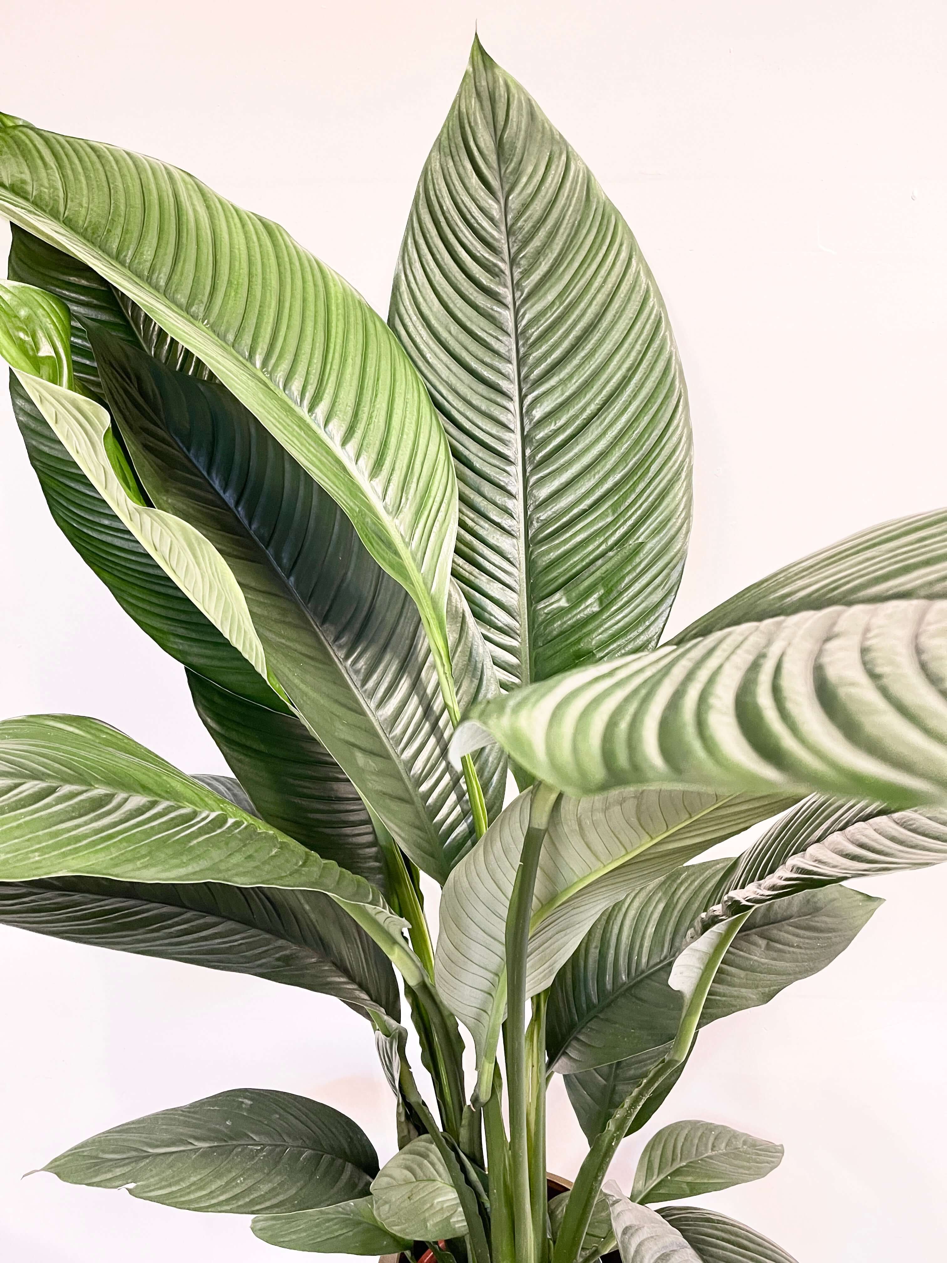 Elegant, Giant Peace Lily, Spathiphyllum Sensation, 150cm | Pick-up only