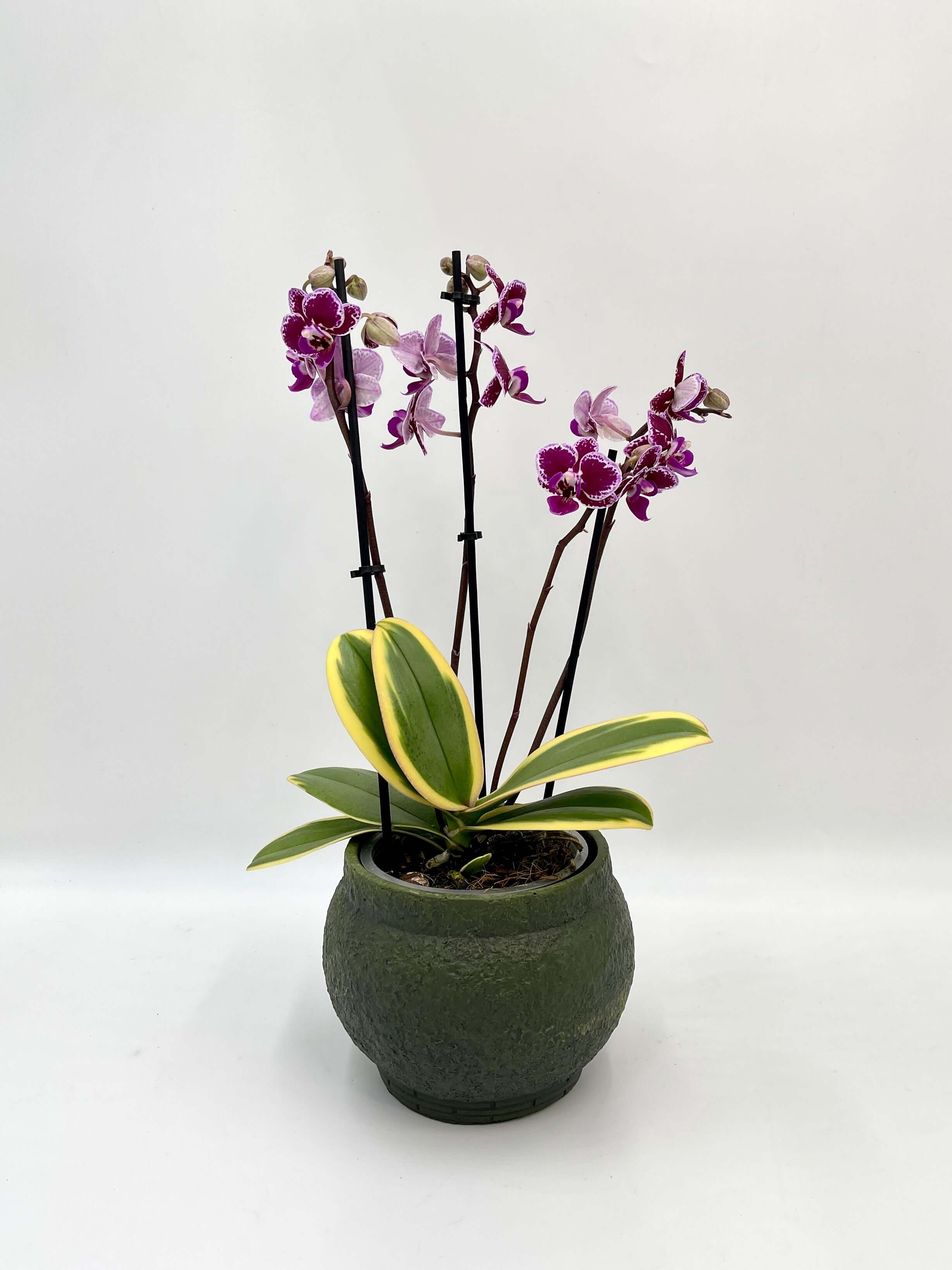 Variegated Orchid - Phalaenopsis Chia E Yenlin – Rare Plant