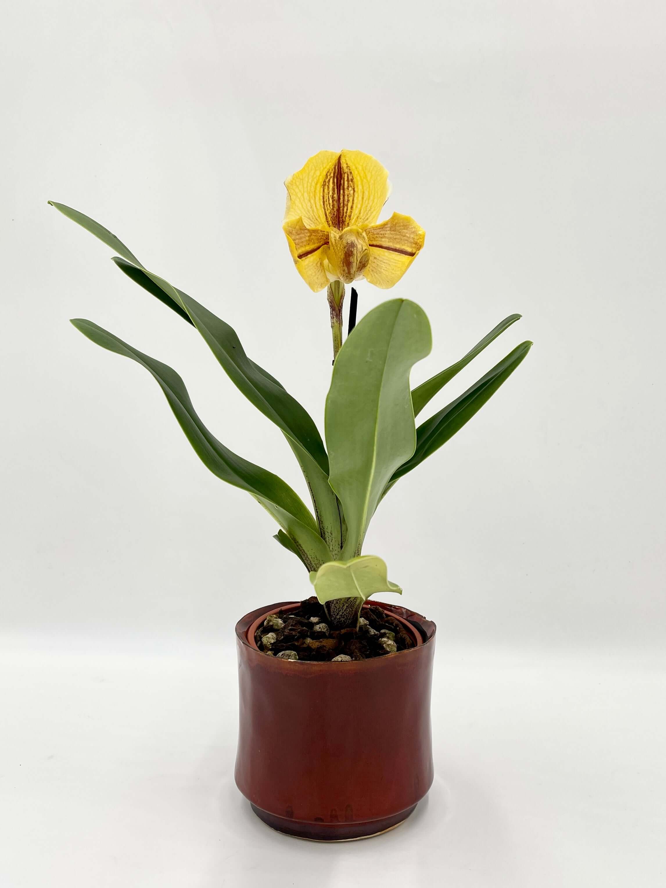 Paphiopedilum American hybrid Gem, Yellow Slipper Orchid, Rare orchid