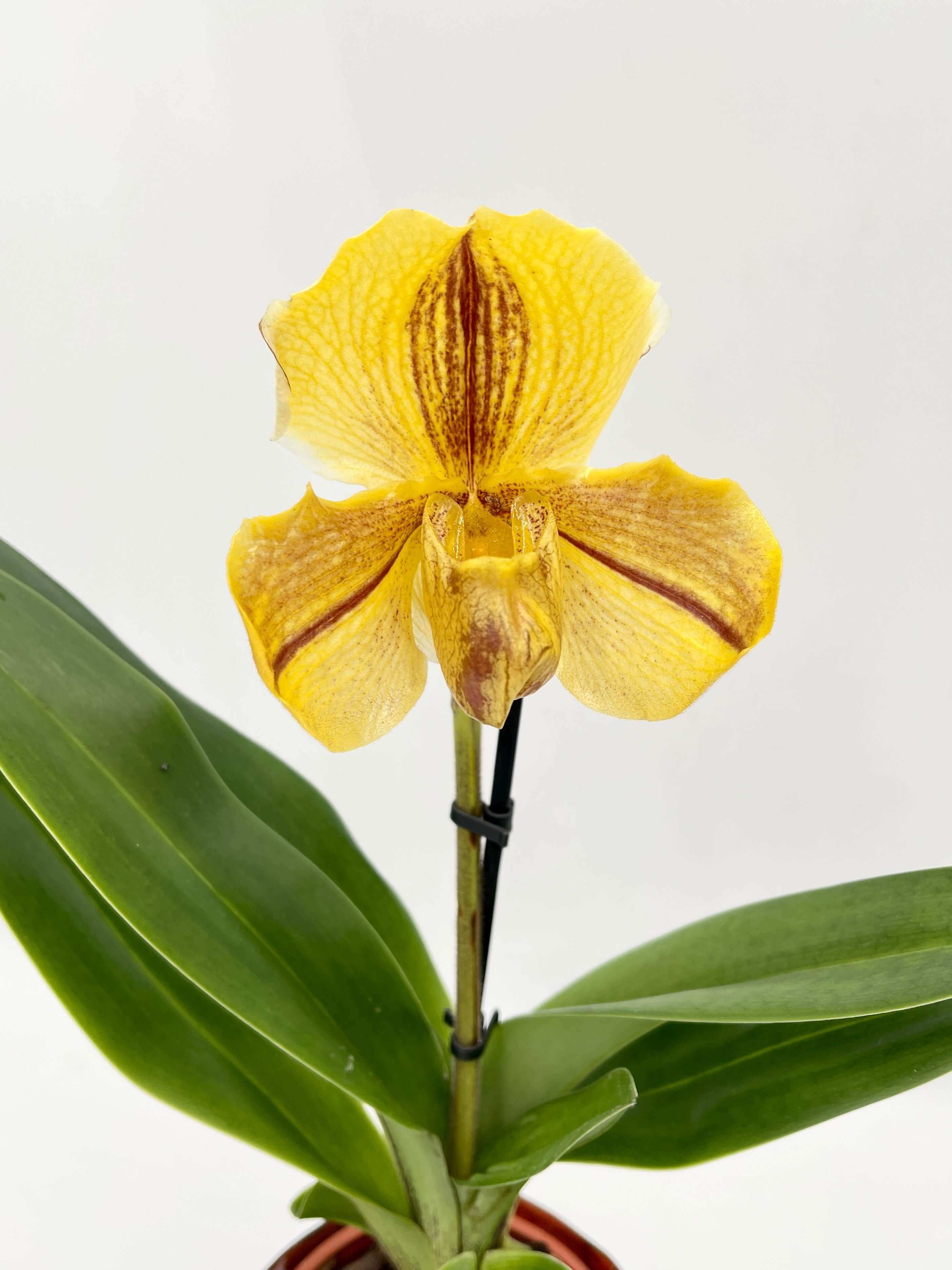 Paphiopedilum American hybrid Gem, Yellow Slipper Orchid, Rare orchid