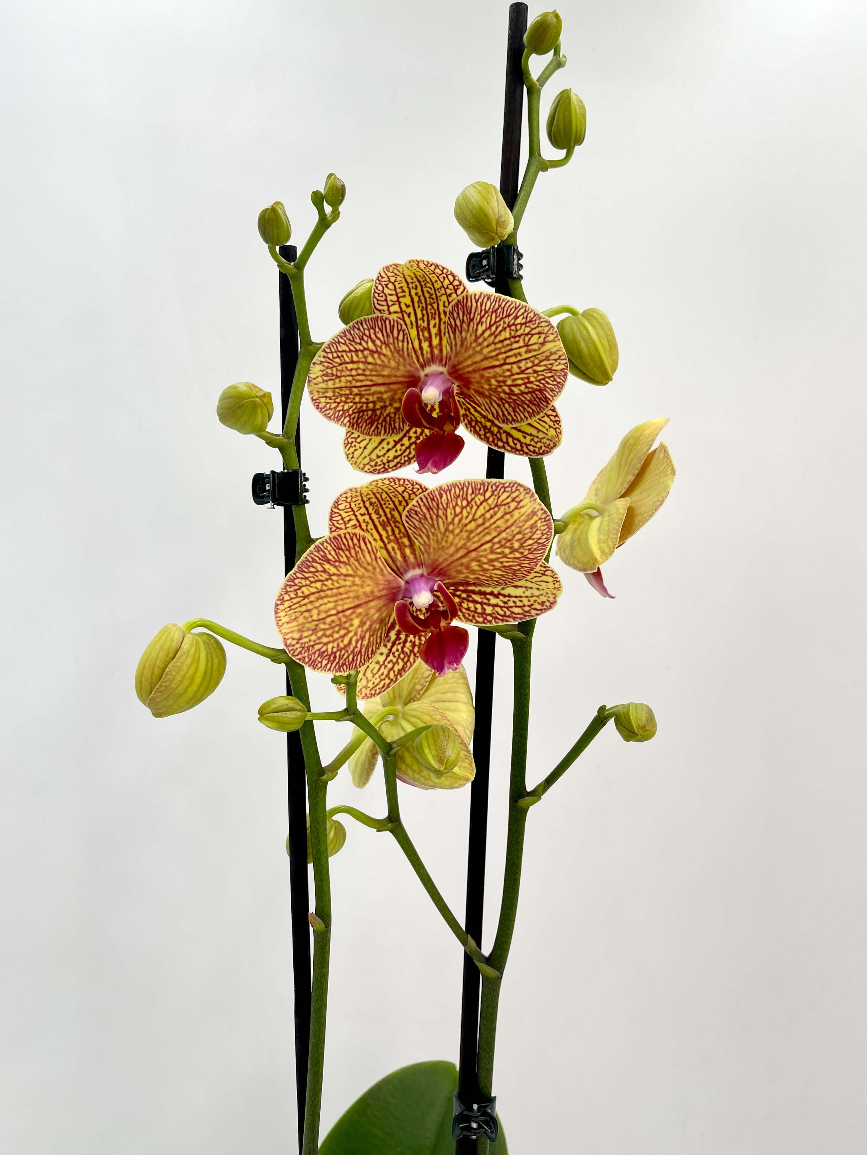 Phalaenopsis KV Beauty, Orange, 65-70cm, Rare