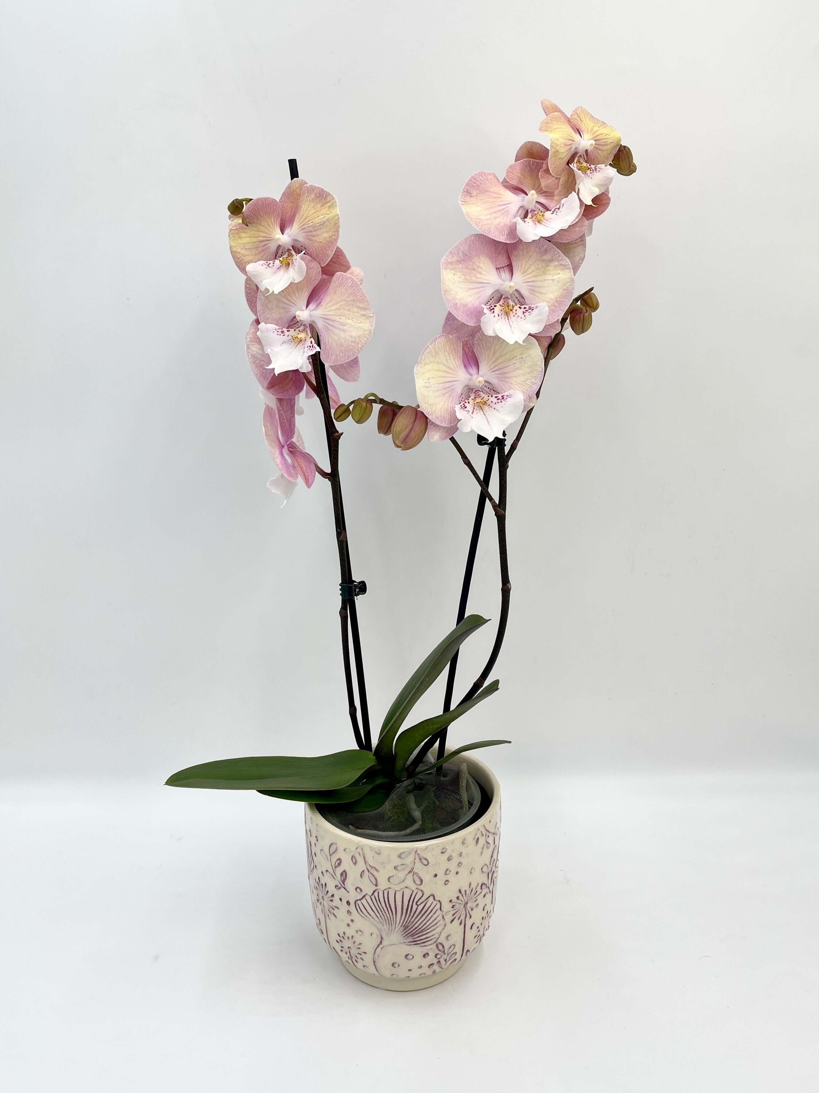 Big Lip Orchid - Phalaenopsis Tina - Pink Orange Orchid, 50cm