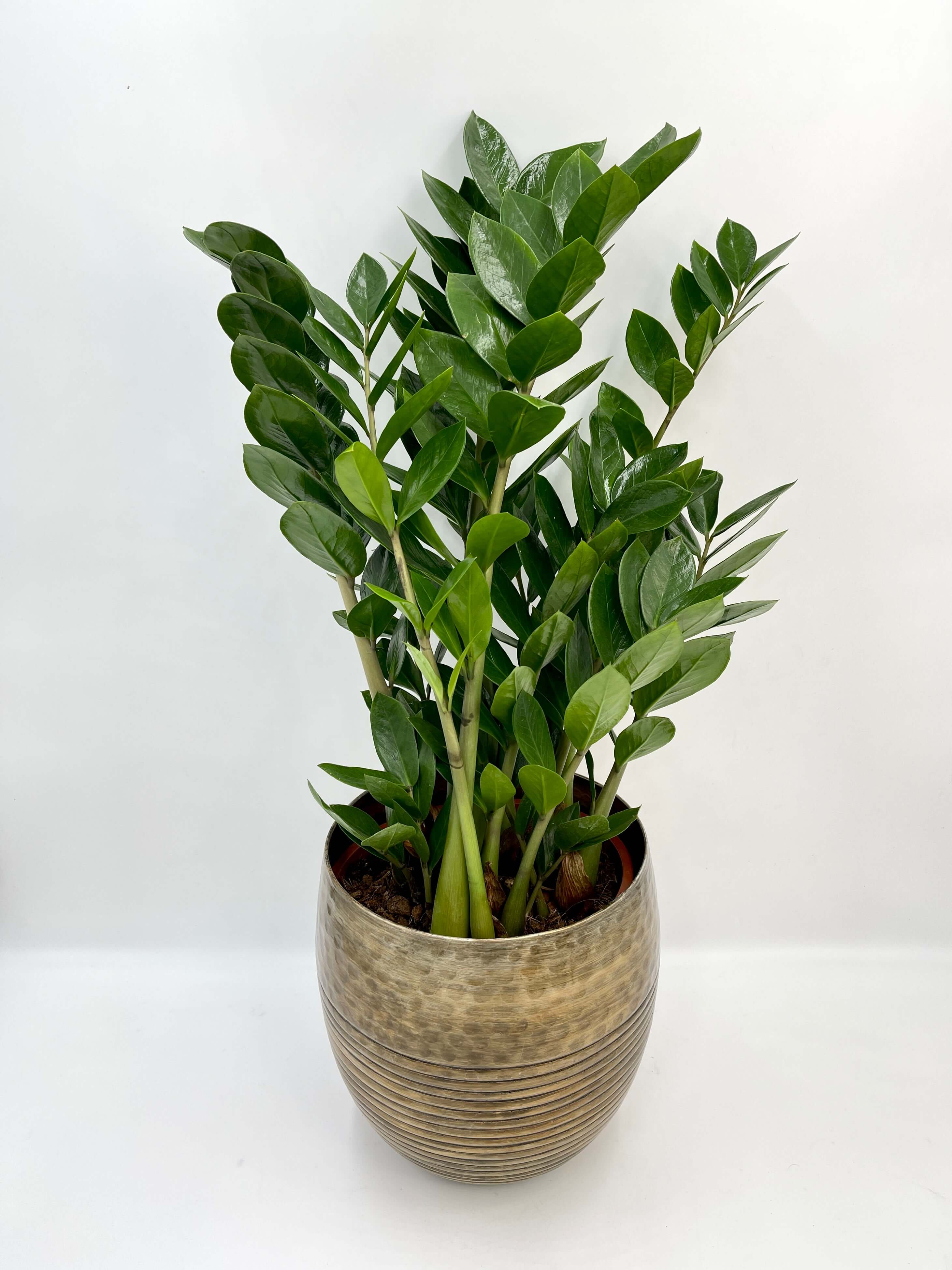 Zamioculcas Zamiifolia, ZZ Plant, Easy Care, Houseplant in Multiple Sizes