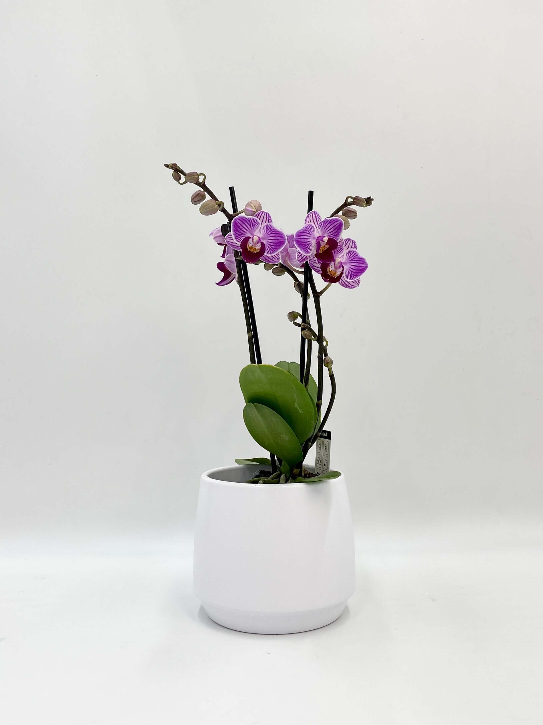 Phalaenopsis Jiuhbao Vivien, Mini Purple Orchid