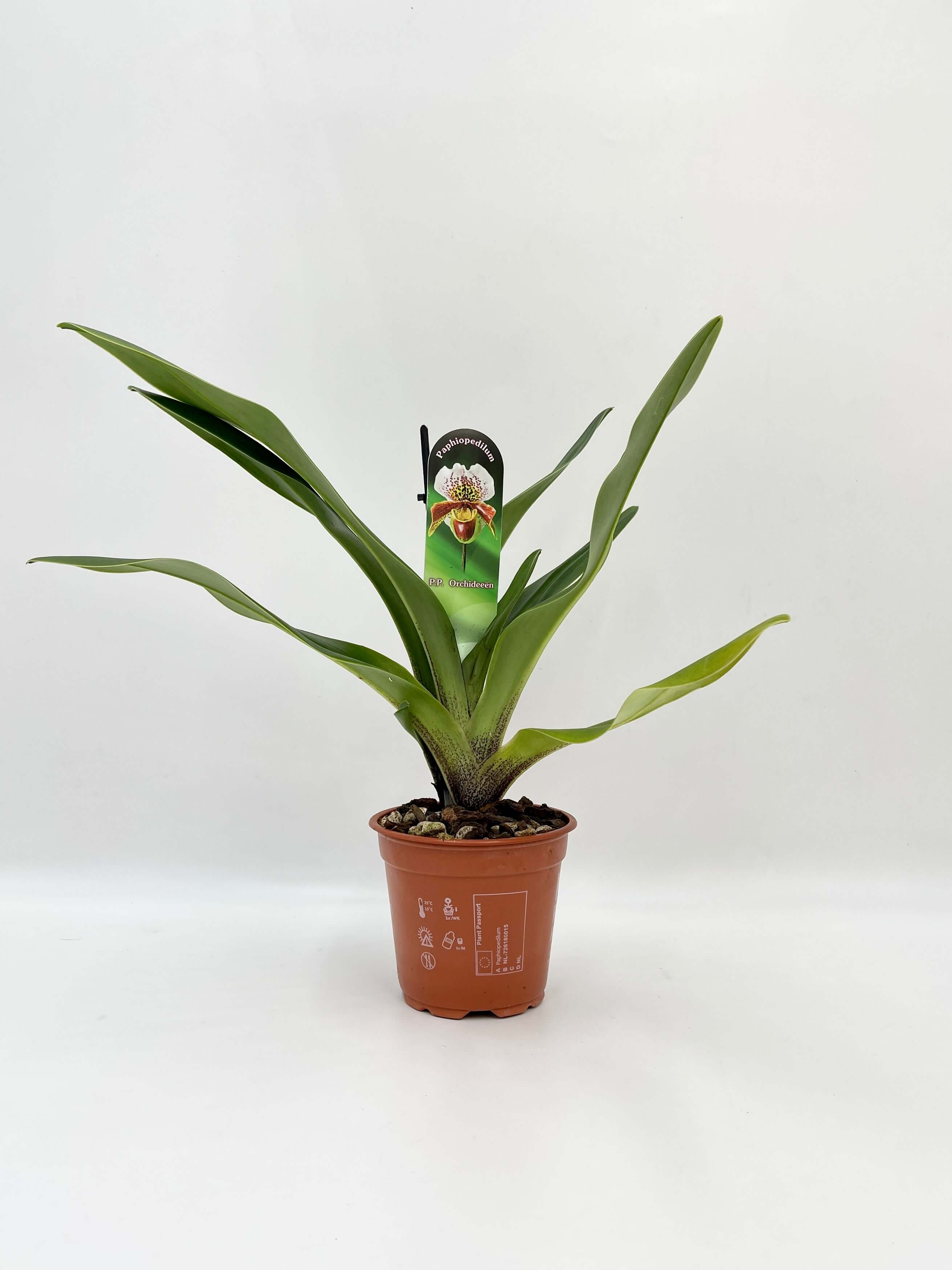 Paphiopedilum American hybrid Gem, Slipper Orchid, Stunning rare orchid
