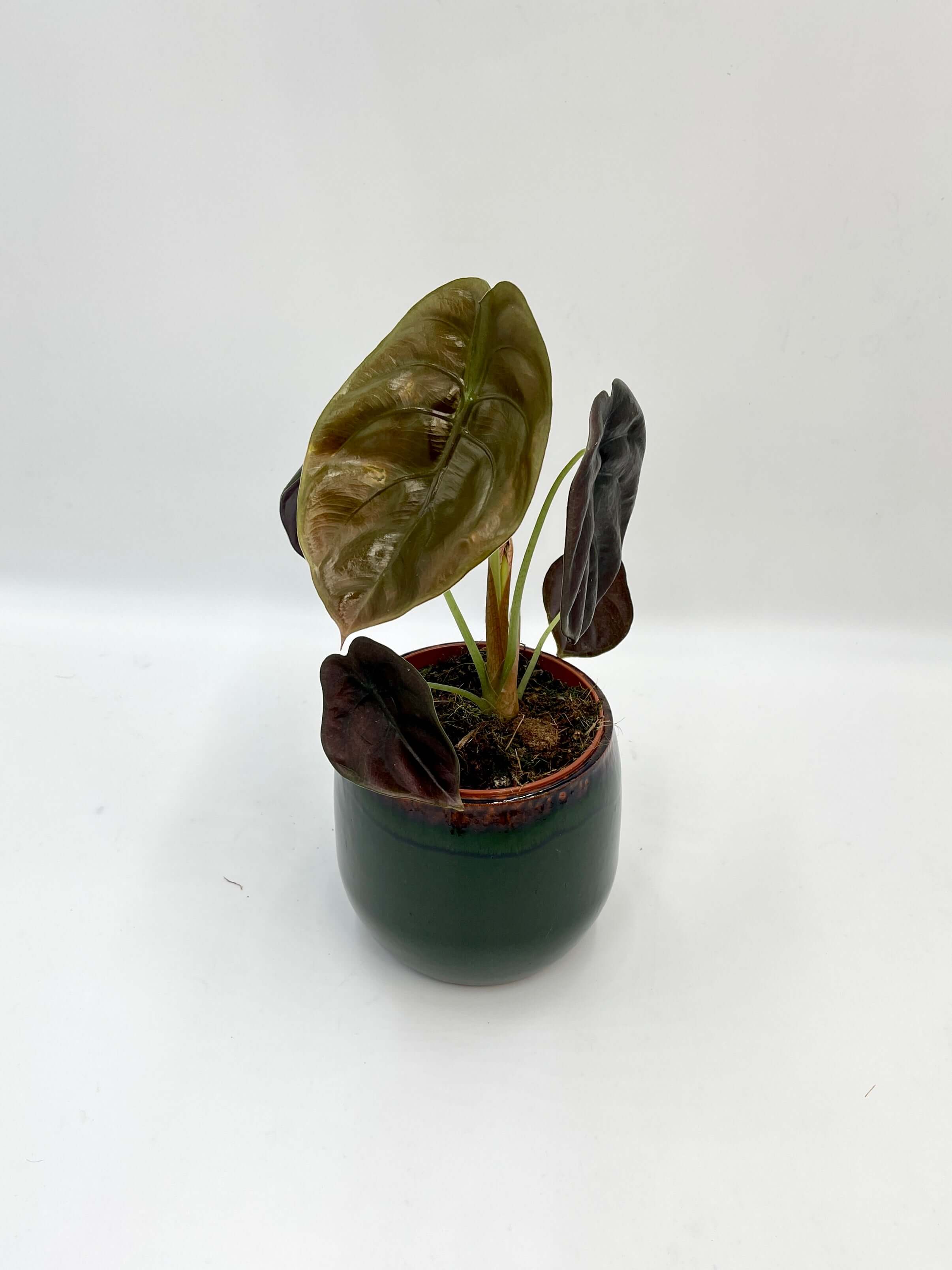 Alocasia Cuprea, Alocasia Red Secret