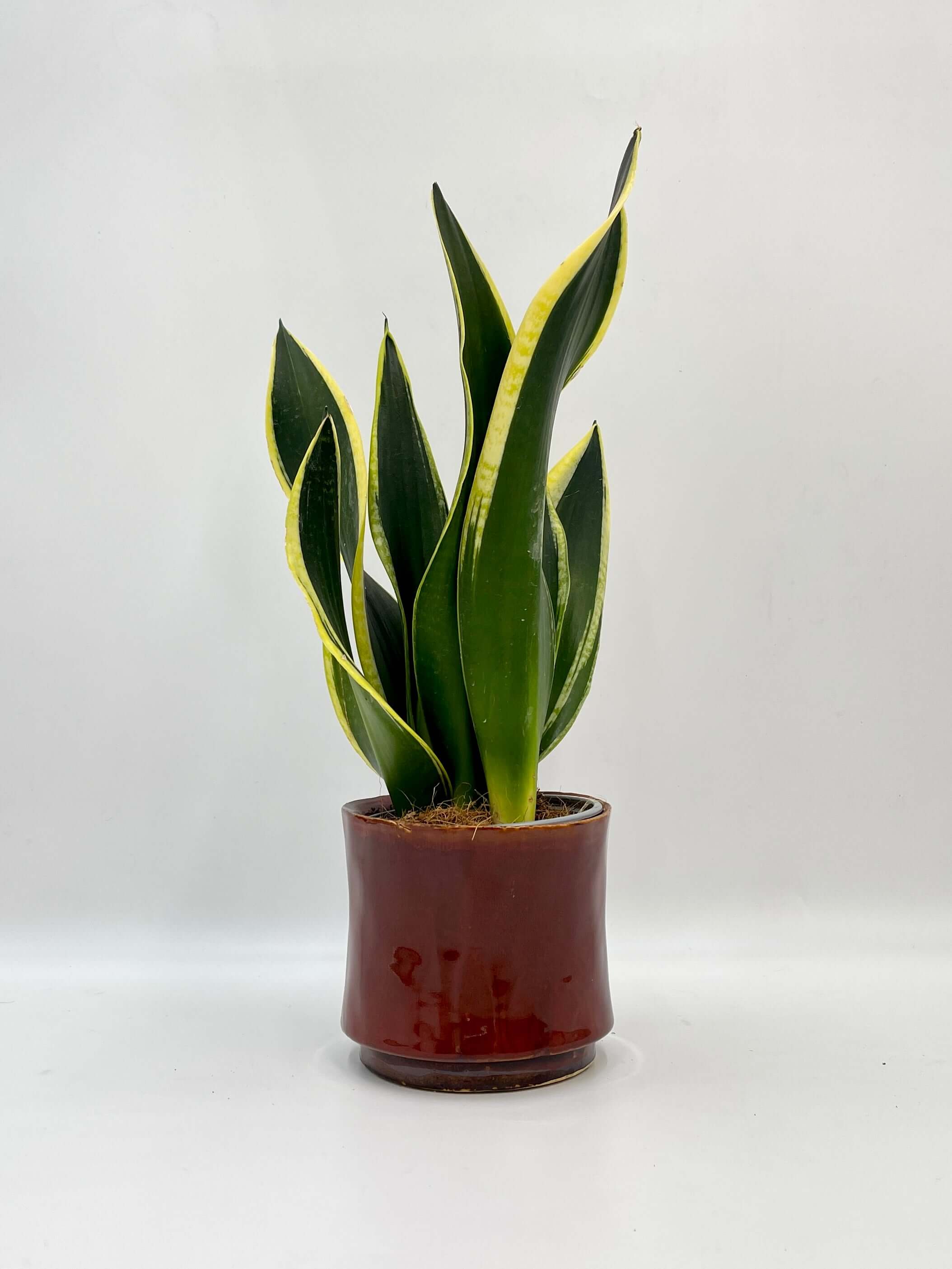 Sansevieria Black Gold, Snake Plant