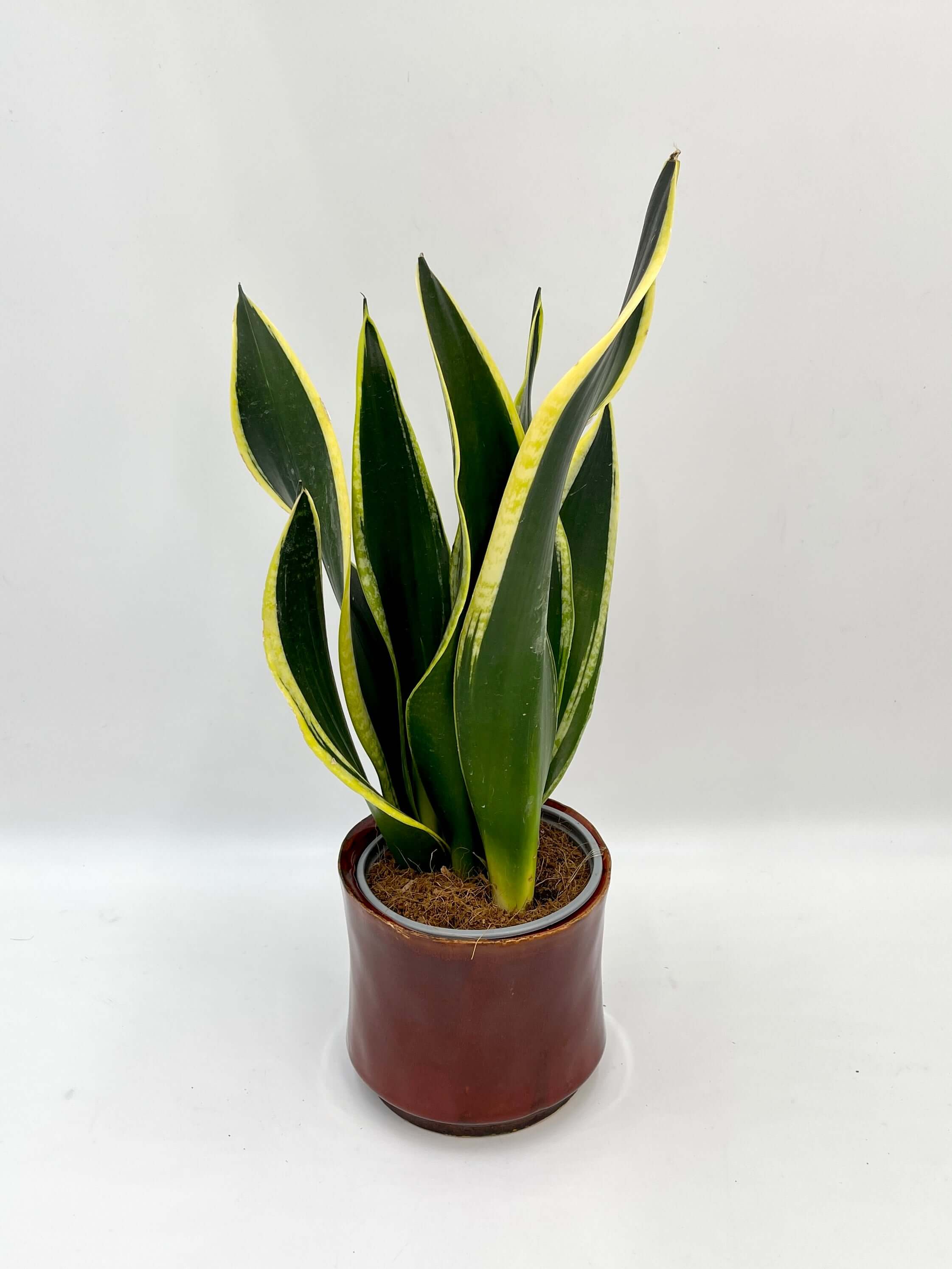 Sansevieria Black Gold, Snake Plant