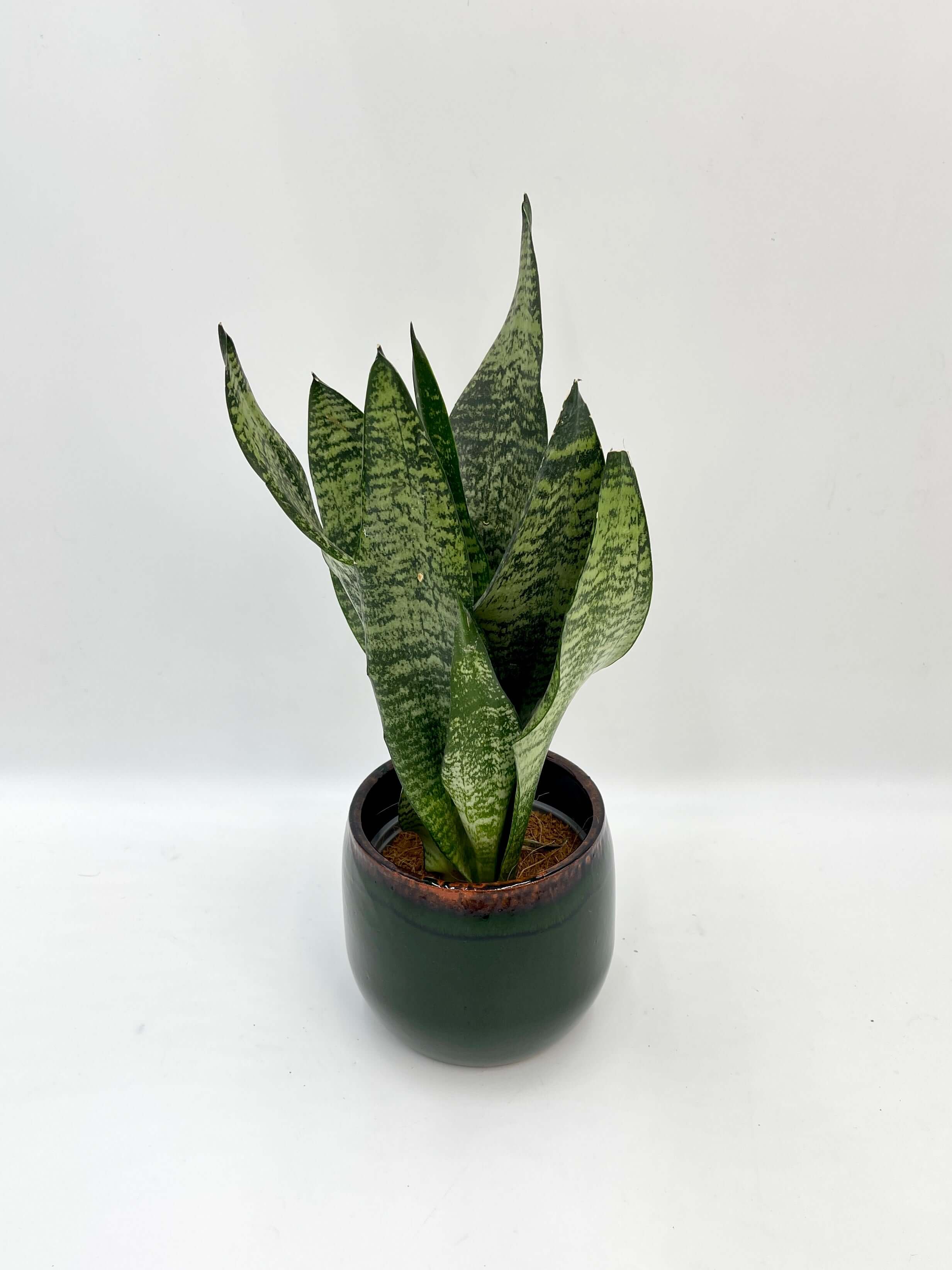 Sansevieria Zeylanica, Snake Plant, Easy Care Houseplant, Air purifying plant
