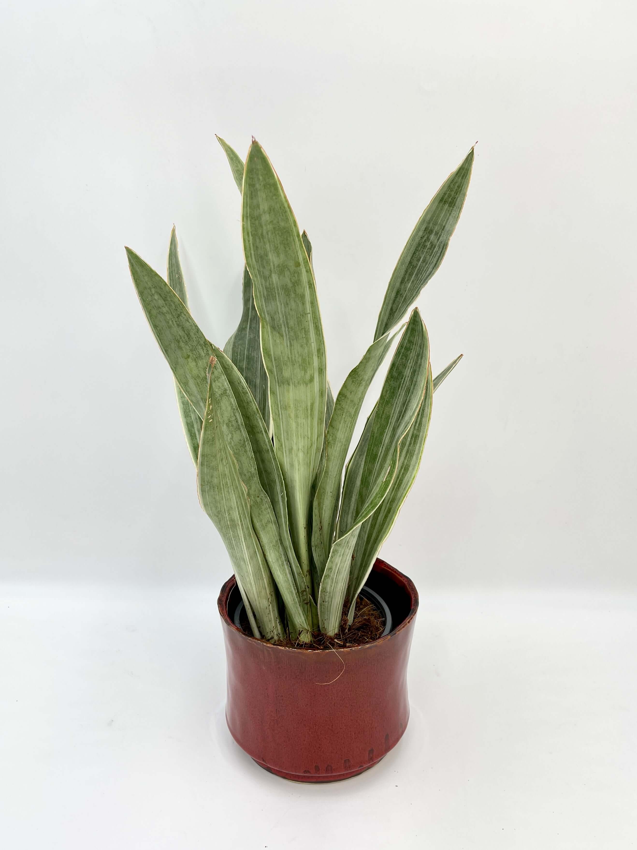Sansevieria Trifasciata Metallica, Snake Plant, Low Maintenance Houseplant, Air purifying plant