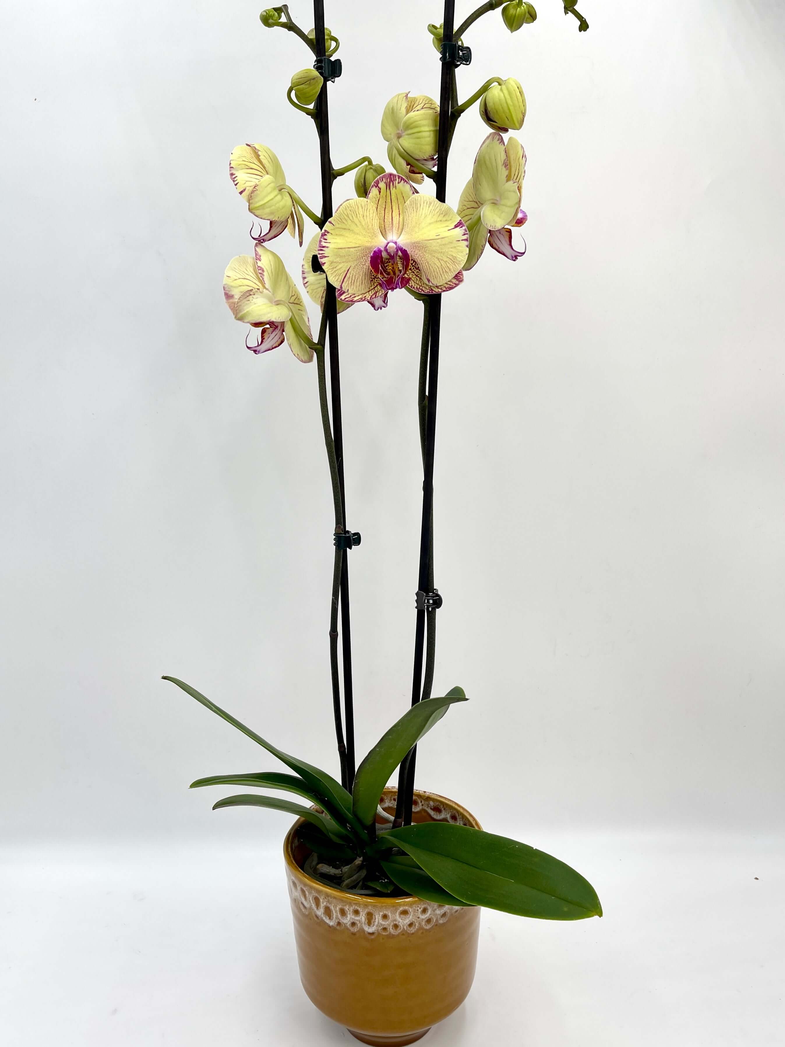 Phalaenopsis orchid Yellow Splash, 70cm