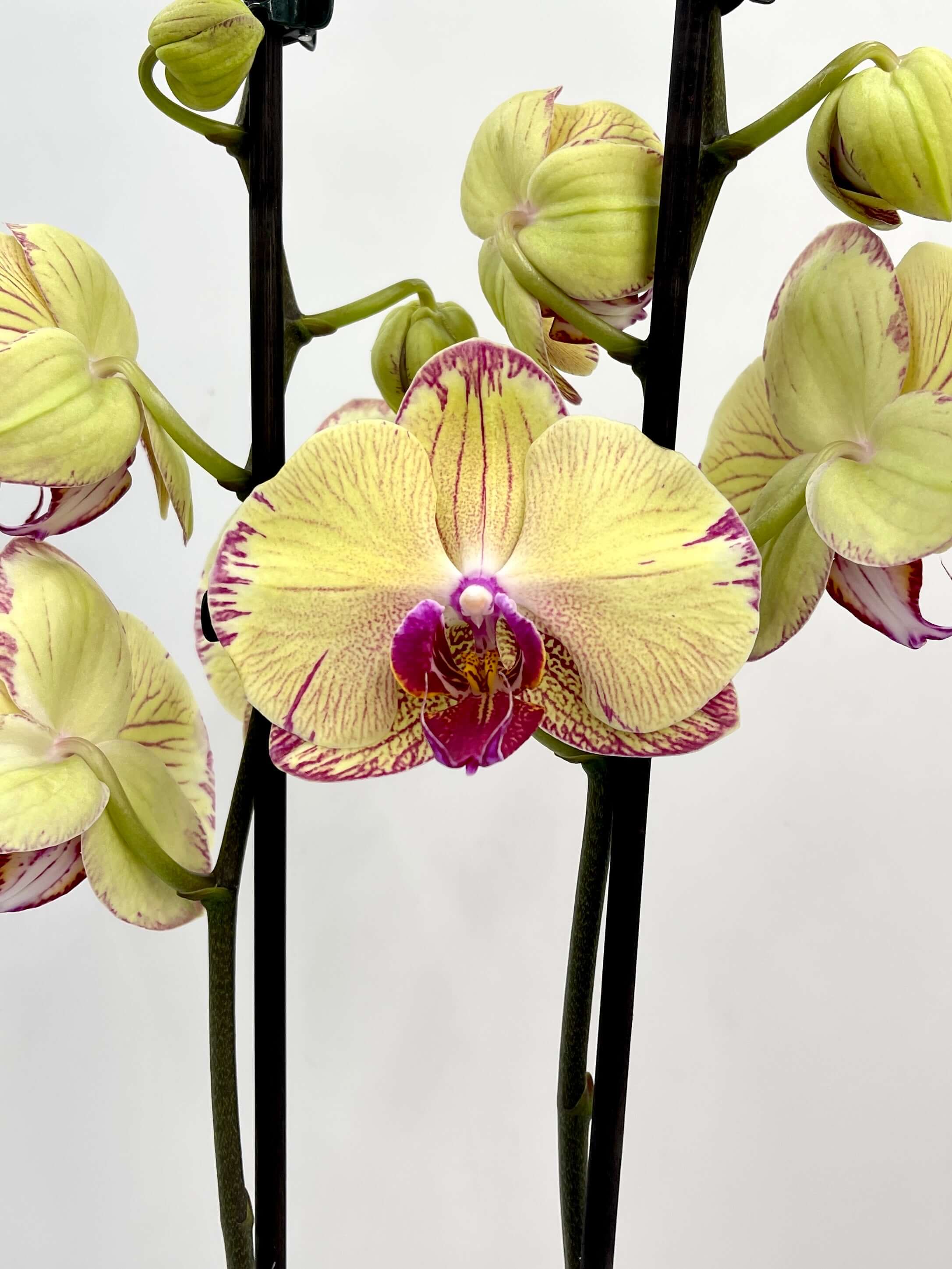 Phalaenopsis orchid Yellow Splash, 70cm