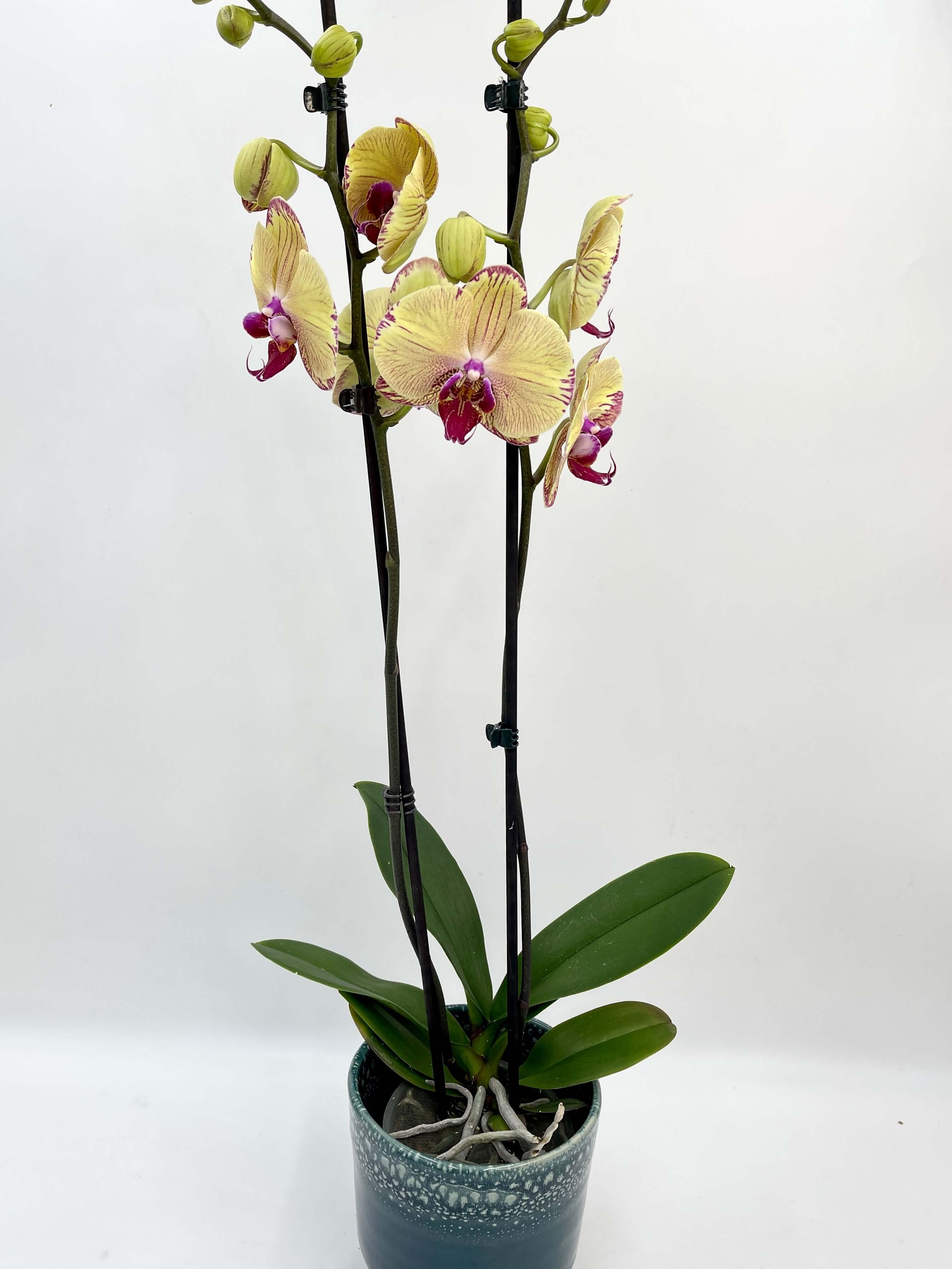 Phalaenopsis orchid Yellow Splash, 70cm