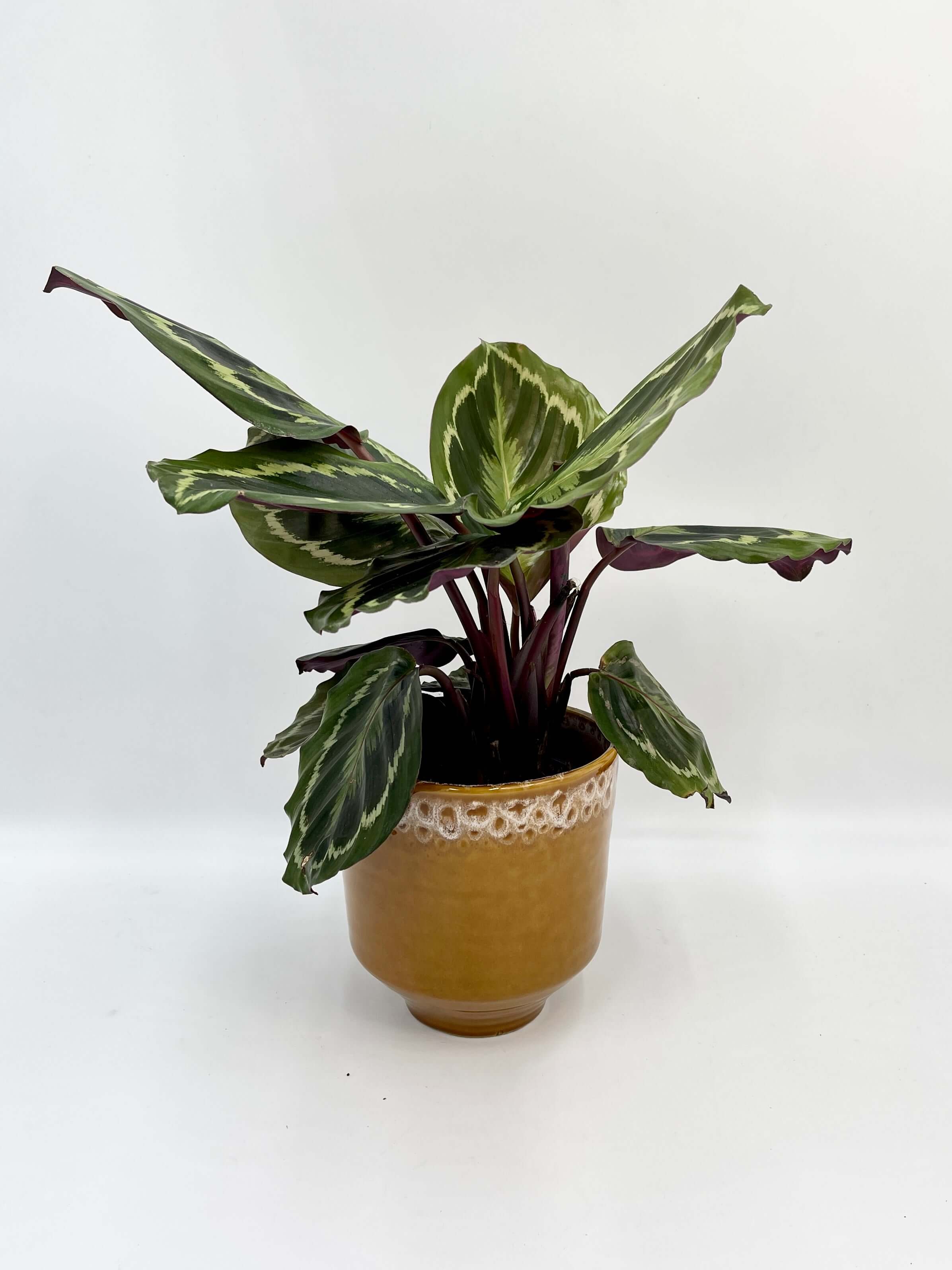 Calathea Roseopicta Medallion - Prayer Plant - Pet Safe Houseplants