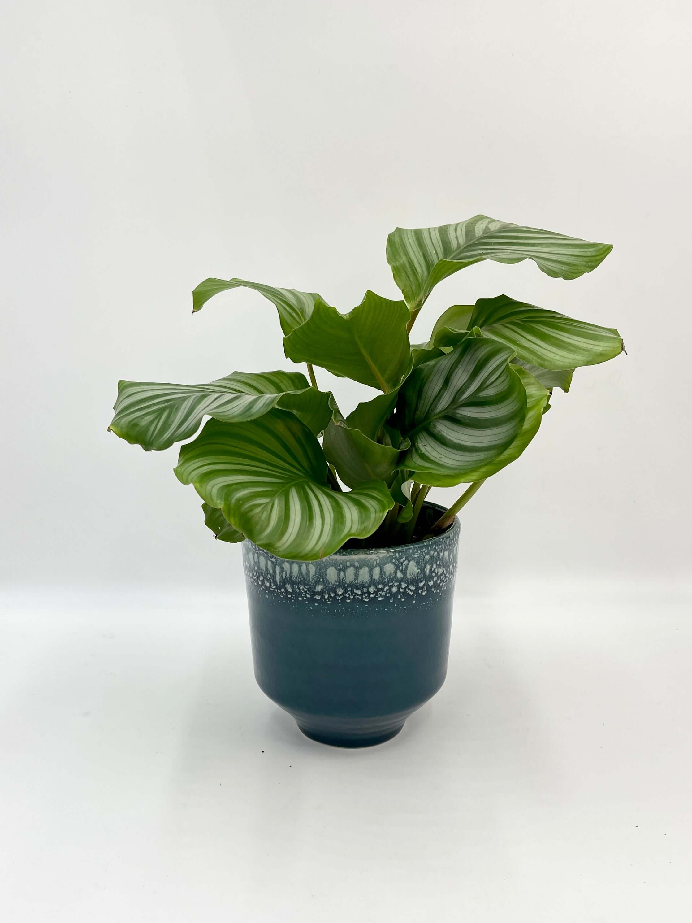 Calathea Orbifolia, Prayer Plant, Pet Safe Houseplant in 14cm Pot