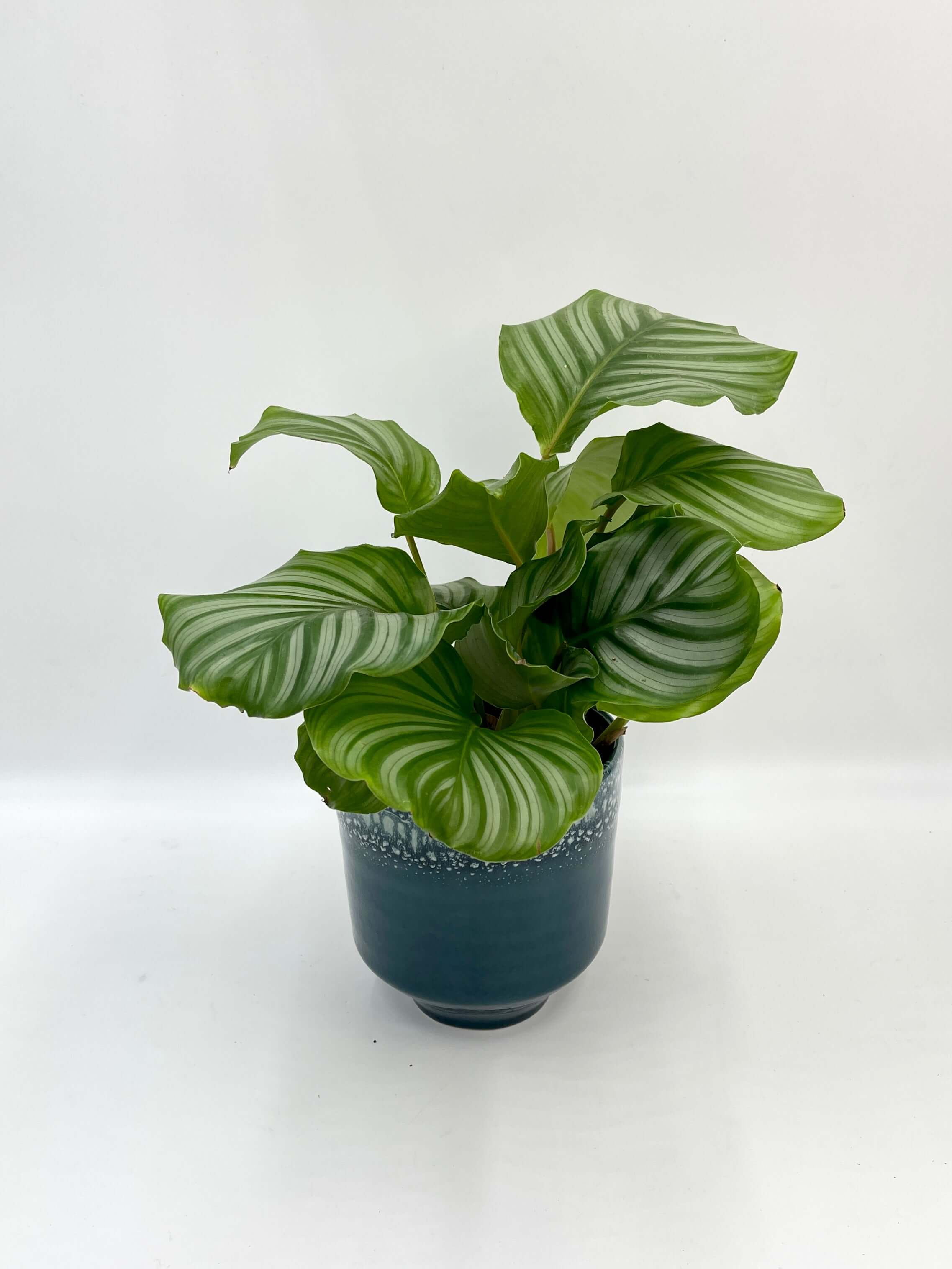 Calathea Orbifolia, Prayer Plant, Pet Safe Houseplant in 14cm Pot