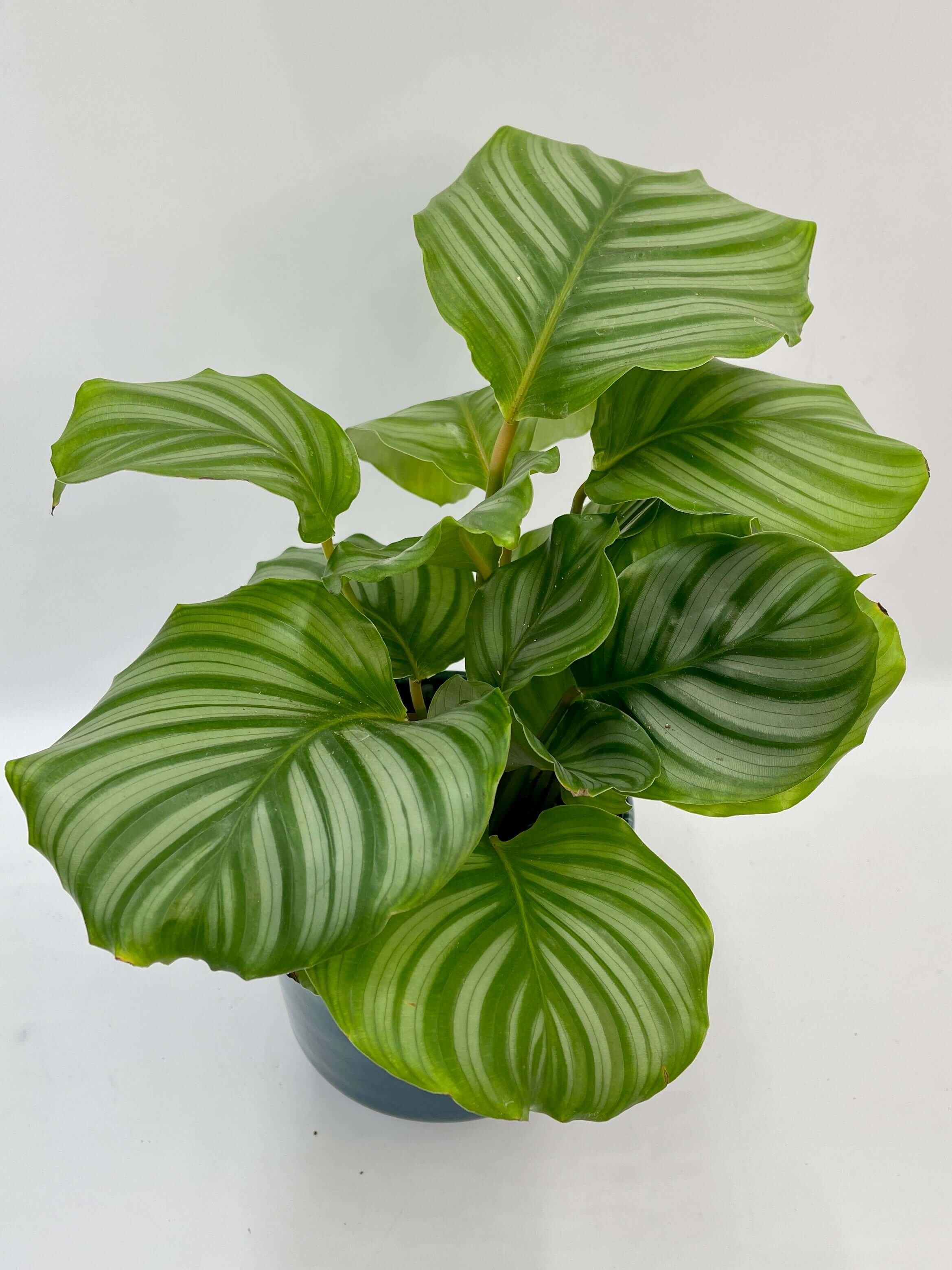 Plant gift Calathea Orbifolia, Prayer Plant in 14cm Deep Blue Pot