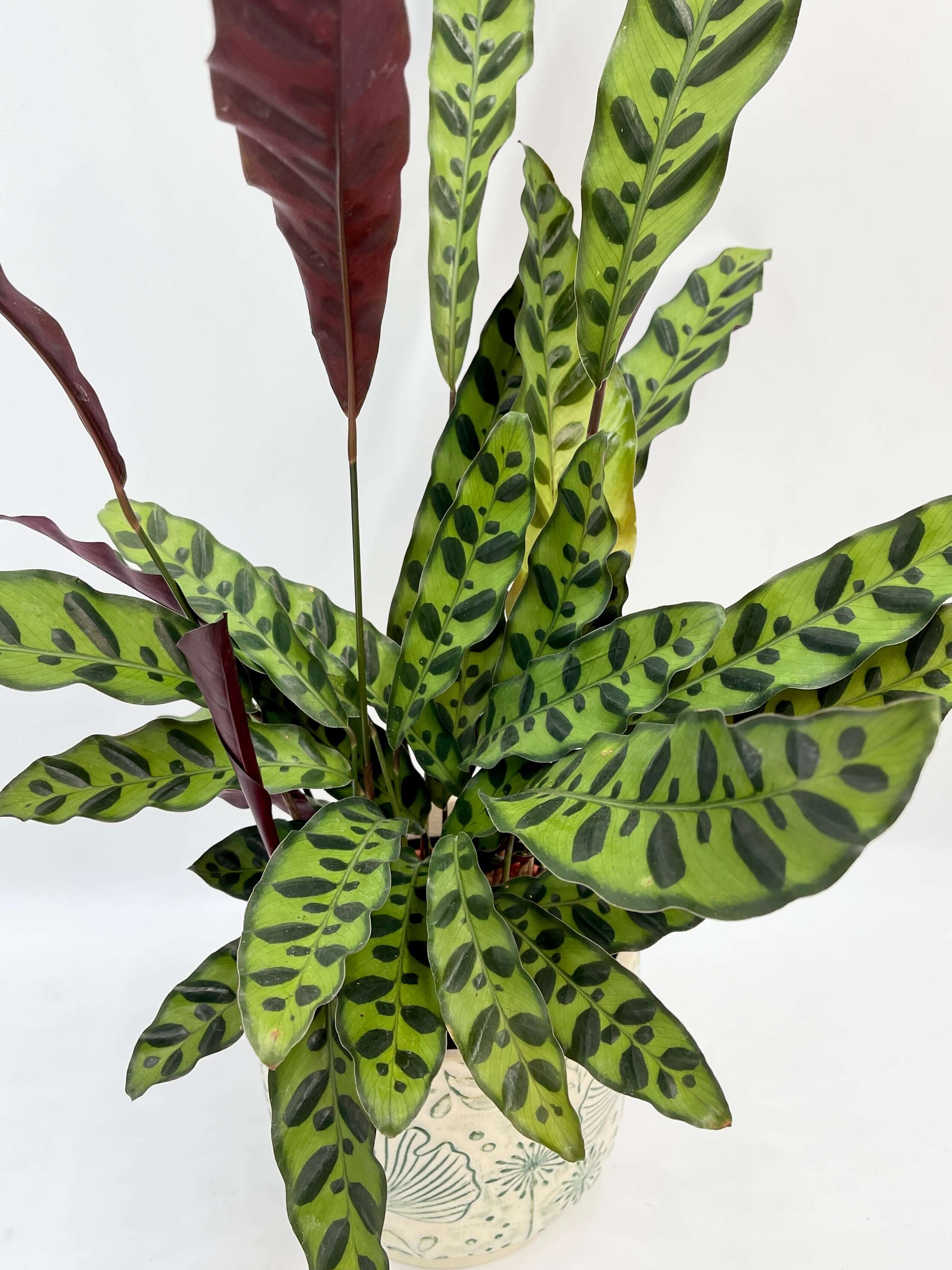 Calathea Lancifolia - Rattlesnake Plant - Pet Safe Houseplant