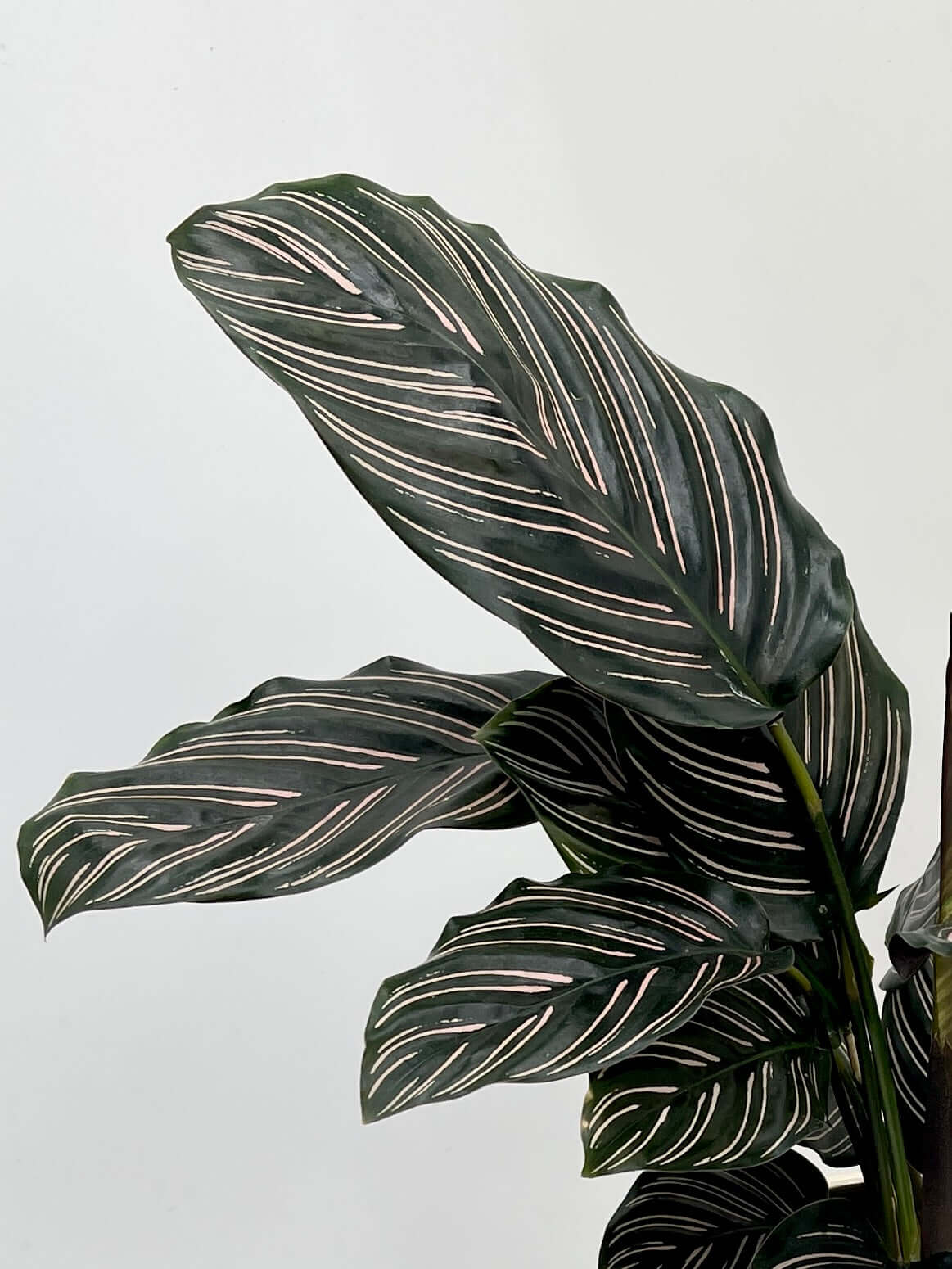 Calathea Ornata - Pin-stripe calathea - Pet Safe Houseplant