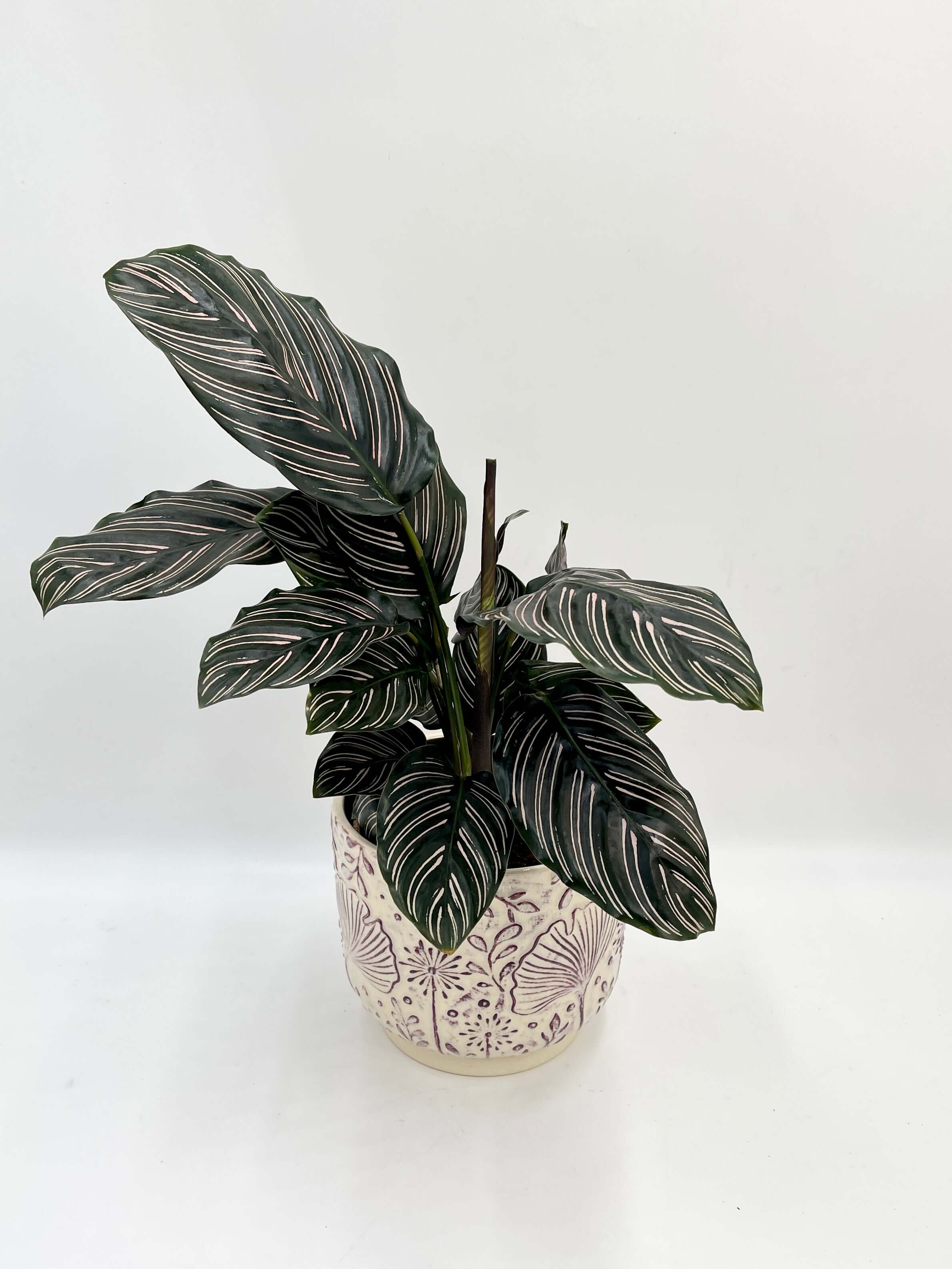 Calathea Ornata - Pin-stripe calathea - Pet Safe Houseplant