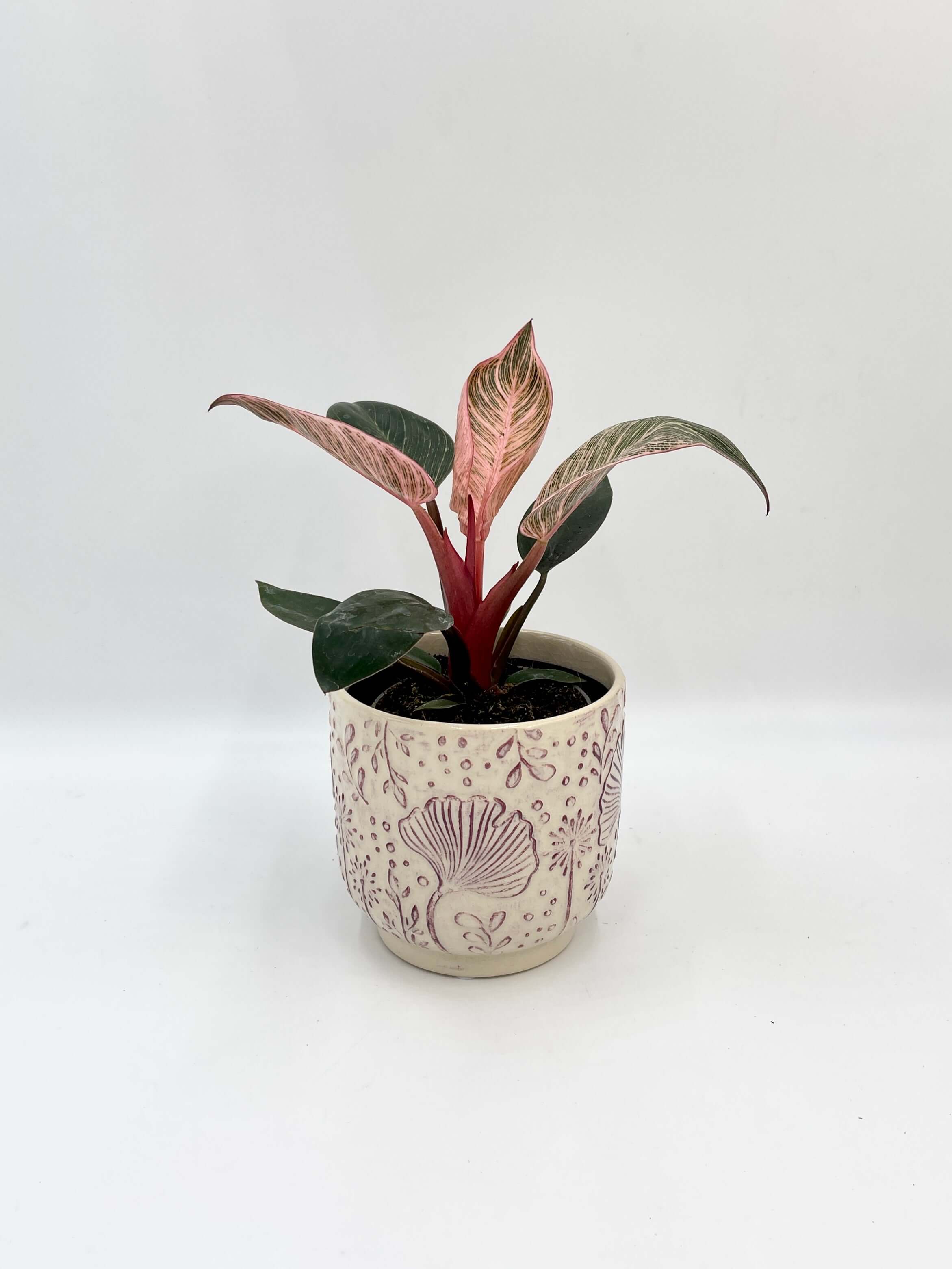 Philodendron Birkin Pink, 10cm Pot, Easy Care Rare House Plant