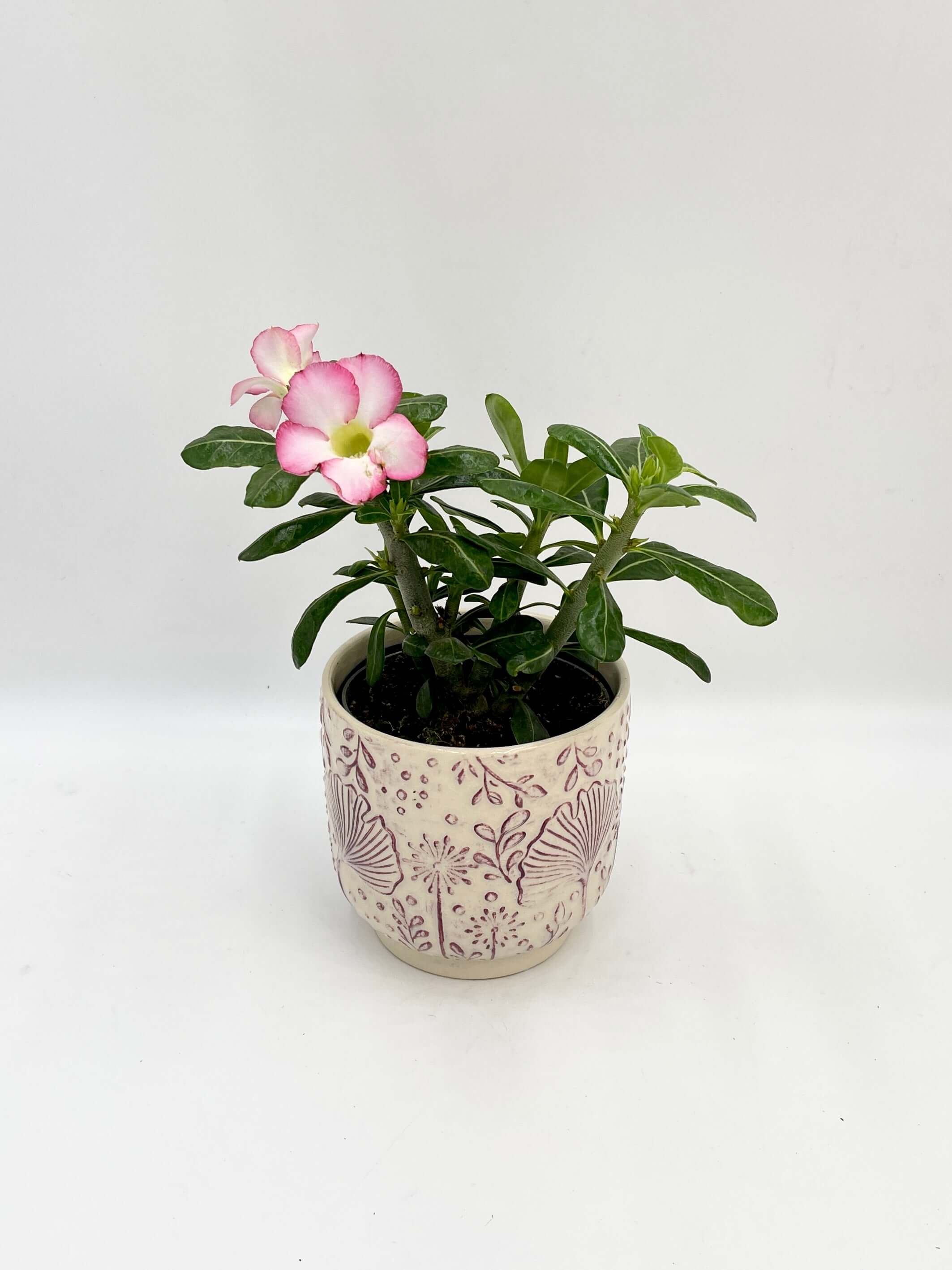Adenium Obesum Pink star, Desert Rose